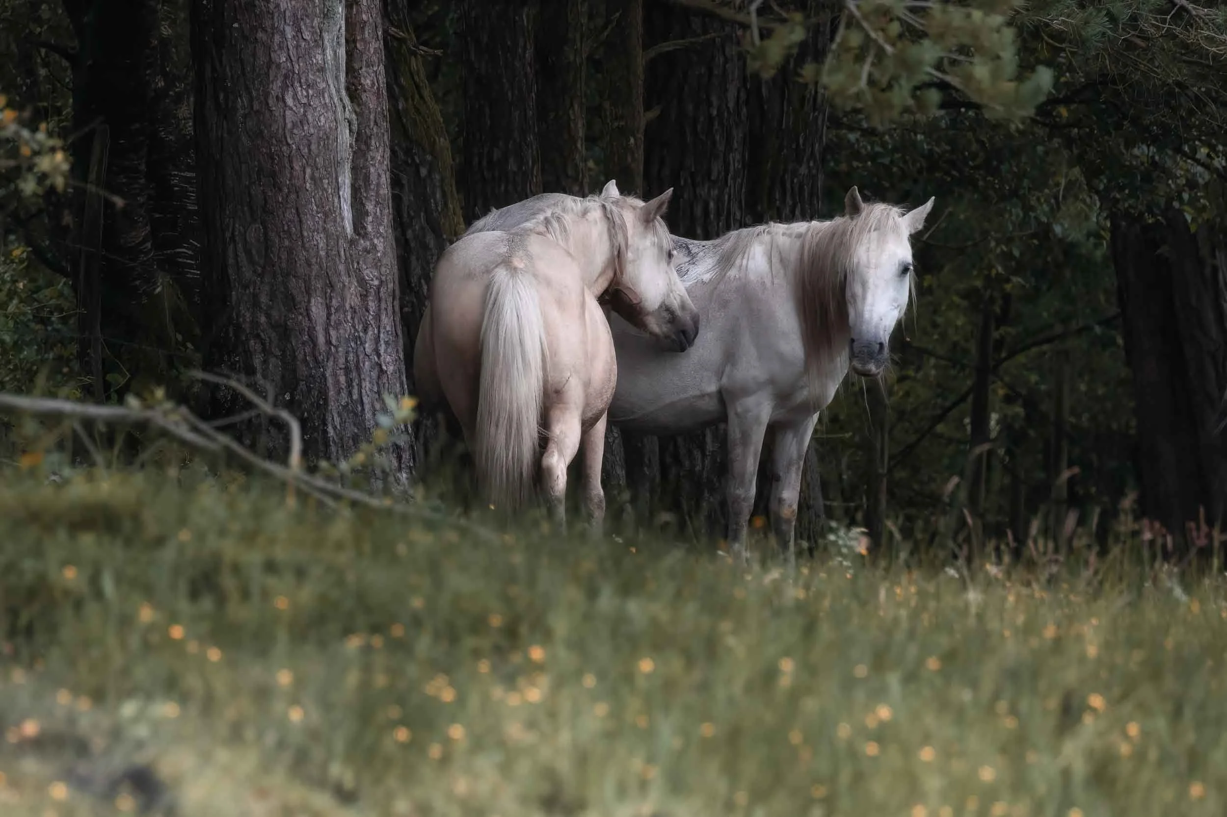 Grupo de caballos caminando entre los árboles de un bosque, capturando la atmósfera mística y salvaje del entorno rural.