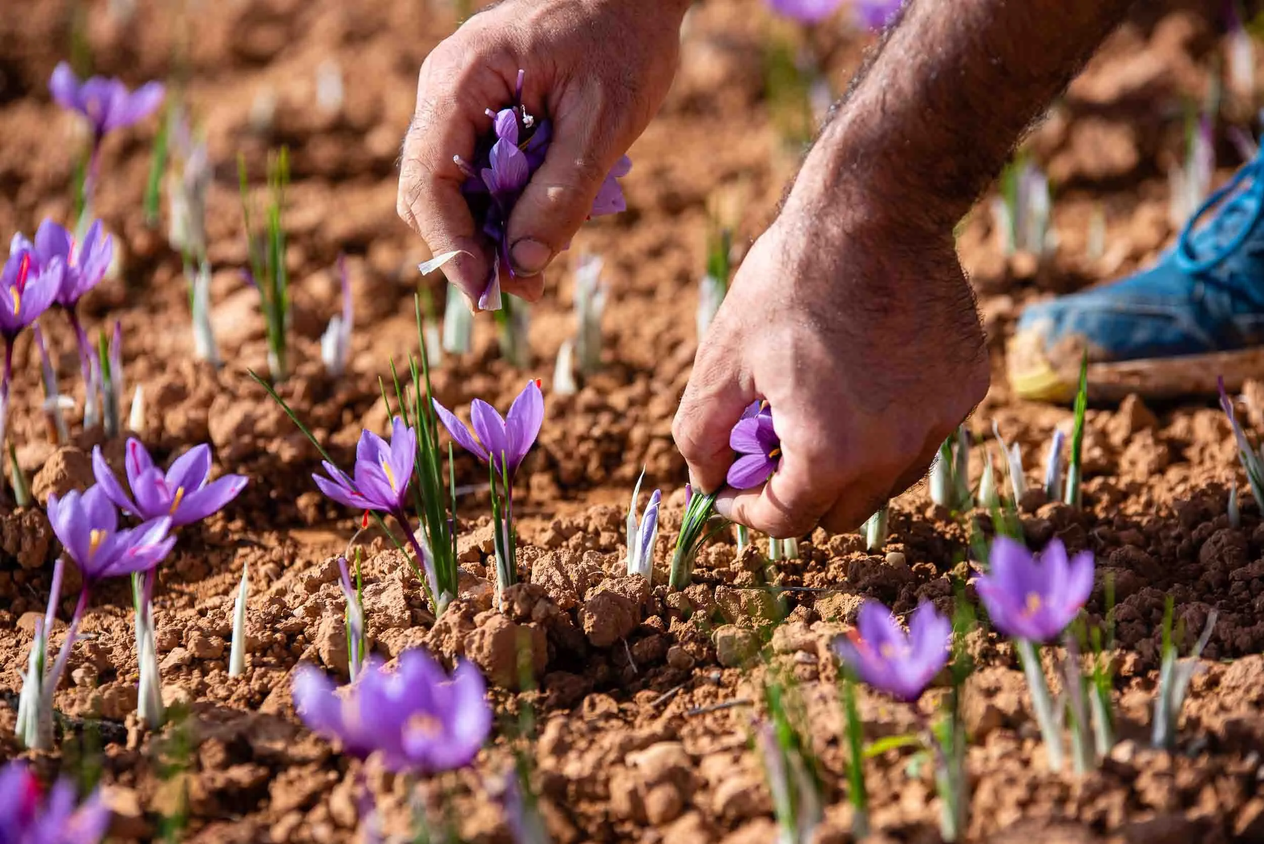 Detalle de las manos de un agricultor cortando con precisión la flor del azafrán.