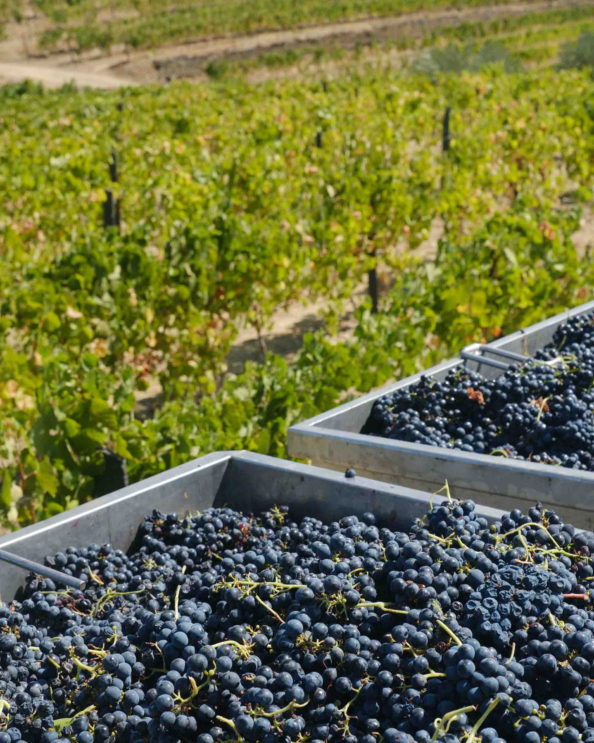 Cajas de uva recién vendimiada a mano esperando su transporte a los lagares de la bodega.