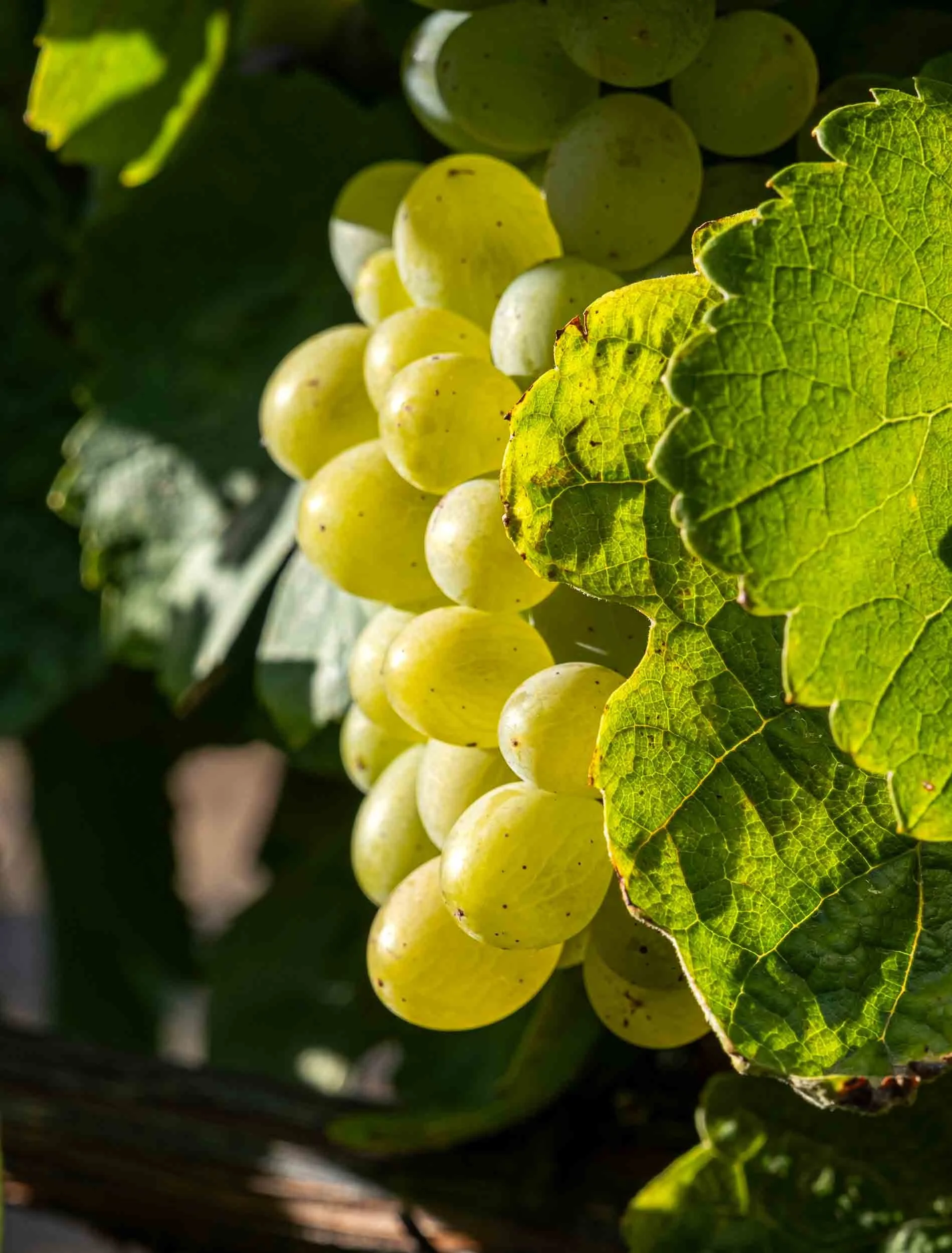 Racimos de uva madurando en la vid bajo la luz directa del sol, fotografía de viñedo centrada en la calidad de la materia prima y el entorno natural.