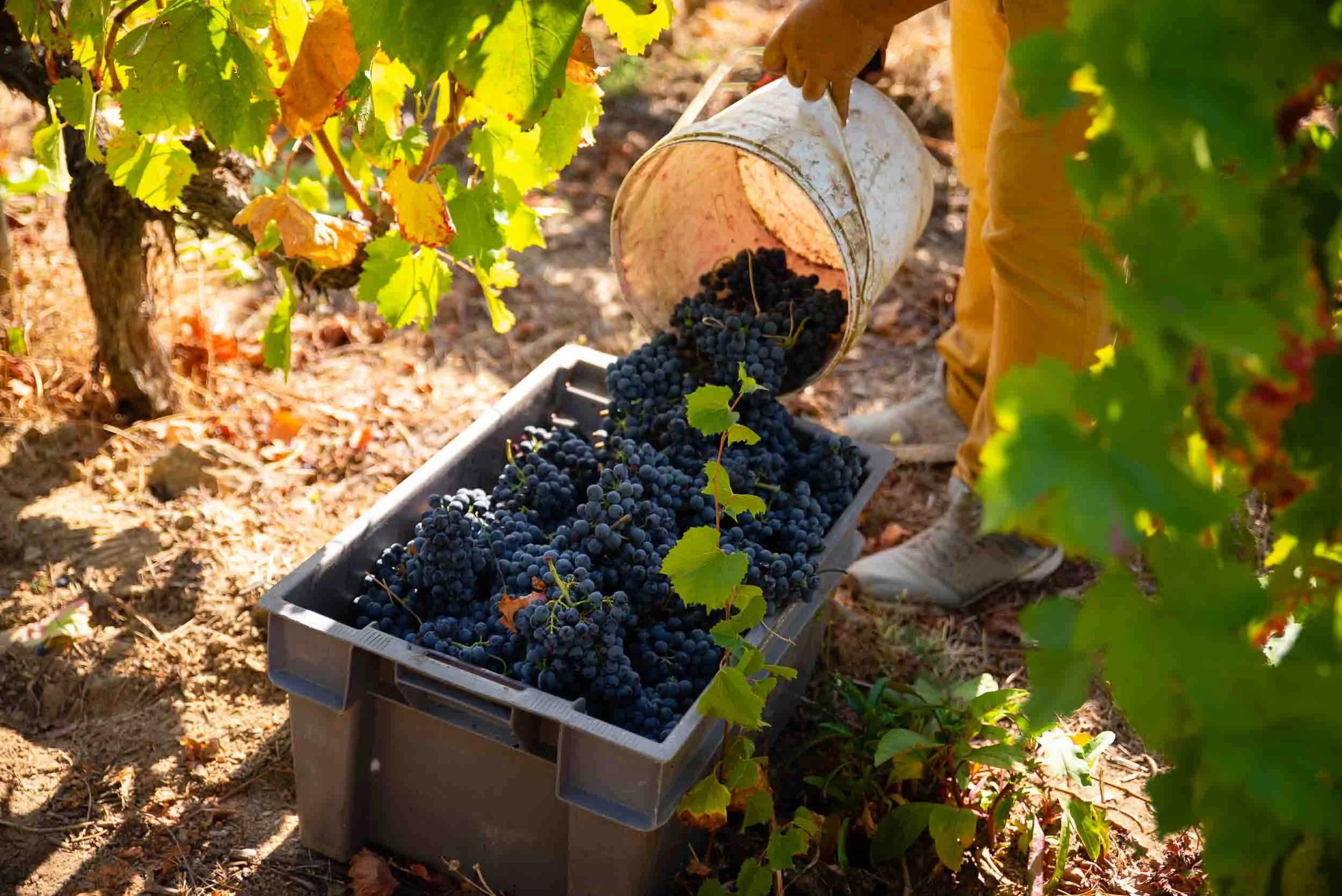 Cajas de uva recién vendimiada a mano esperando su transporte a los lagares de la bodega.
