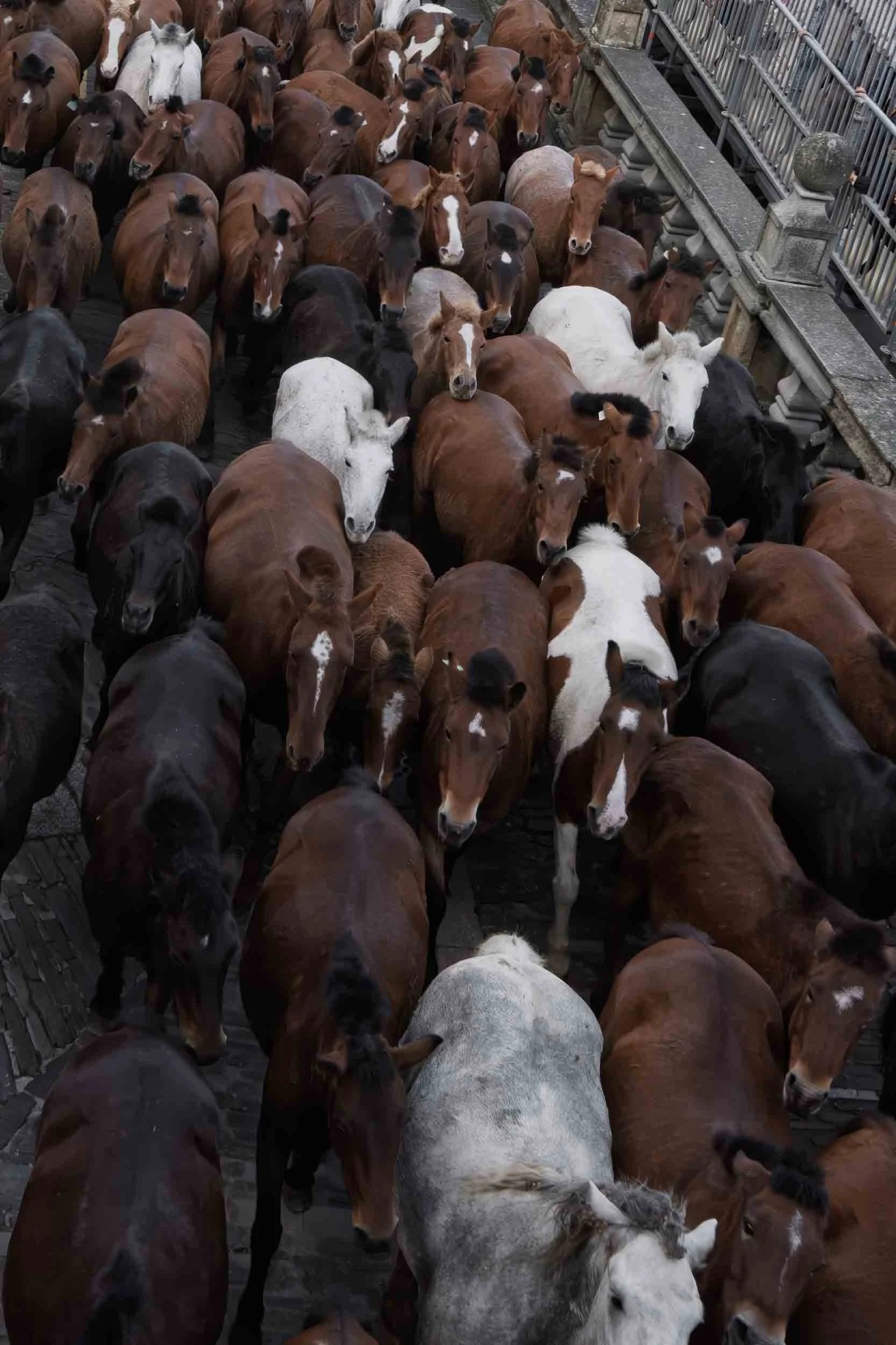 Gran grupo de caballos salvajes avanzando hacia los corrales de la feria de As San Lucas. Captura de movimiento y fuerza animal en un entorno rural.