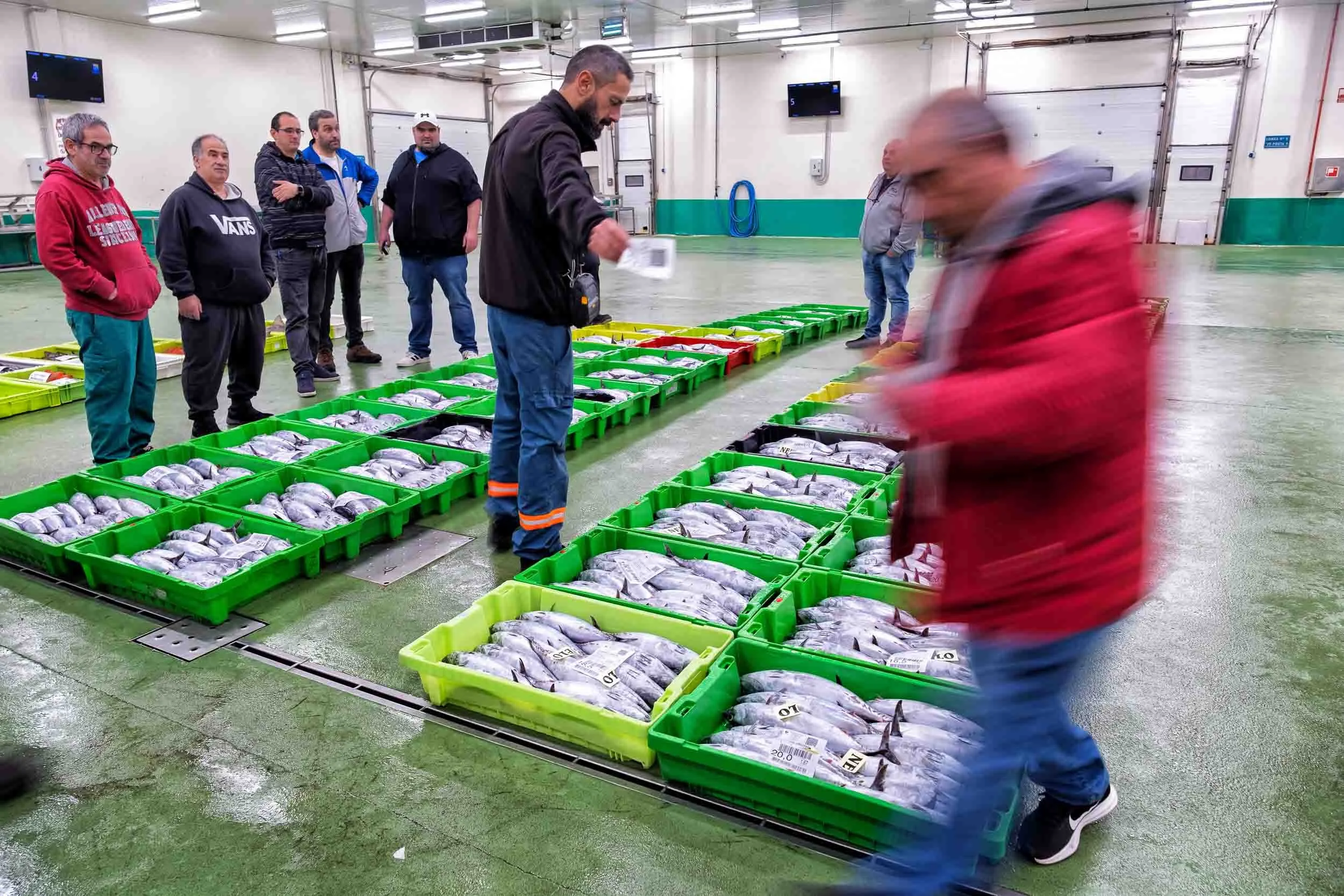 Ambiente de la subasta profesional en la lonja de Burela, destacando el ritmo de trabajo.