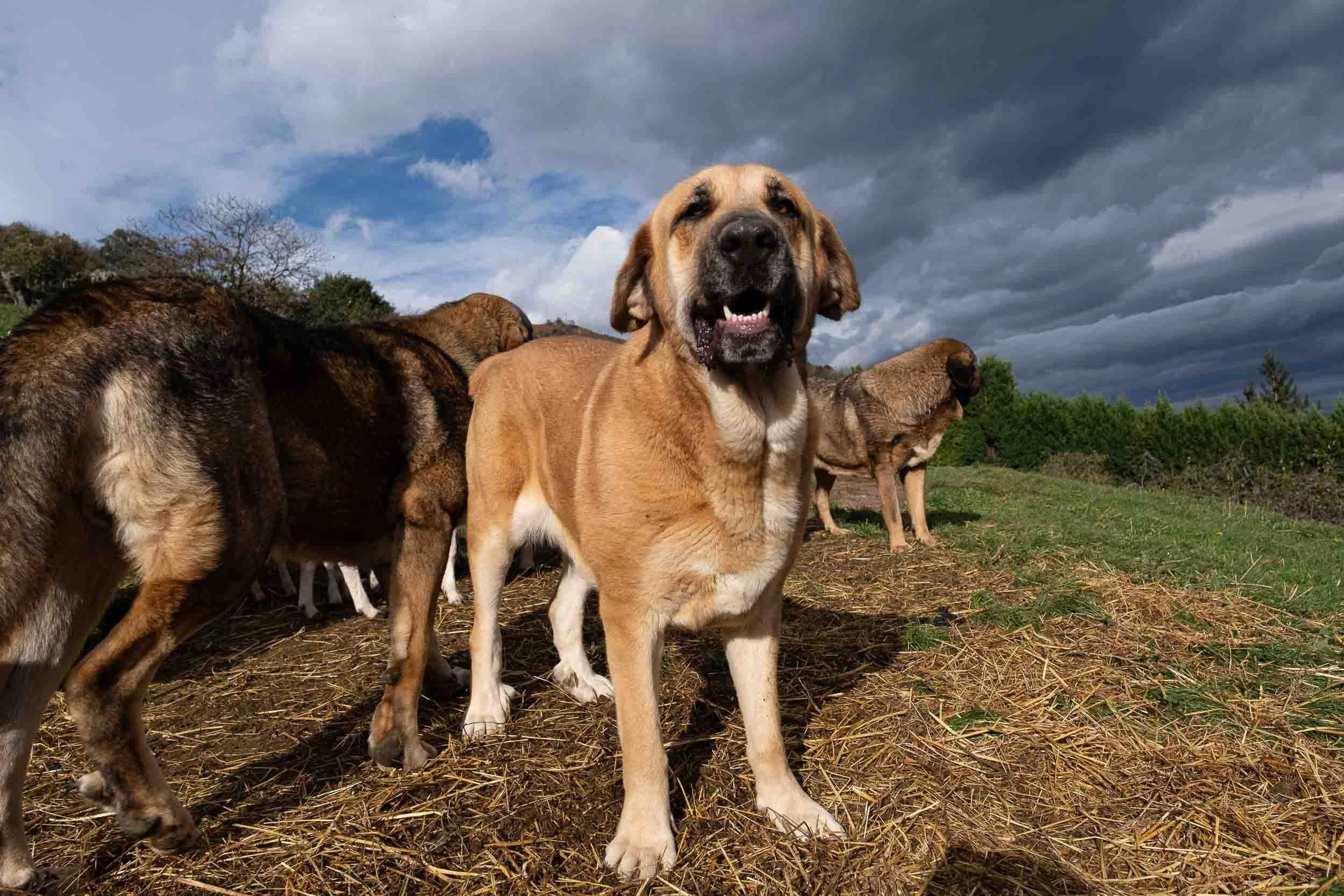 Primer plano de un mastín leonés con expresión noble y tranquila en un entorno rural.