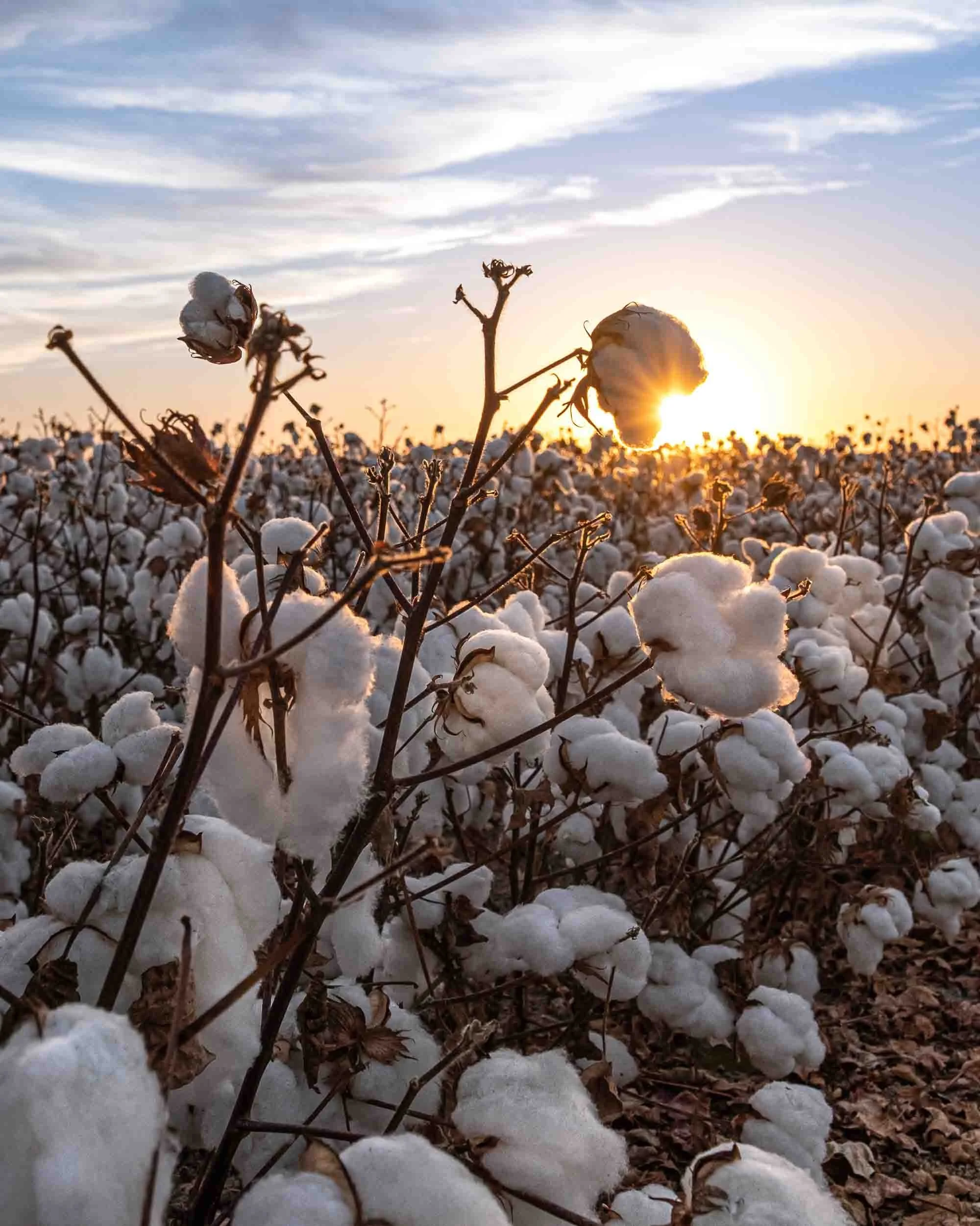 primer-plano-planta-algodon-luz-atardecer.jpg