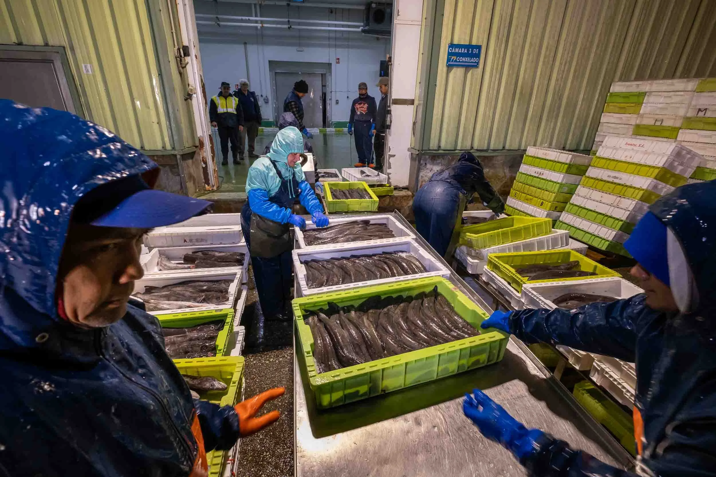 Personal de la OPP-7 manejando cajas de merluza fresca antes del pesaje y clasificación.