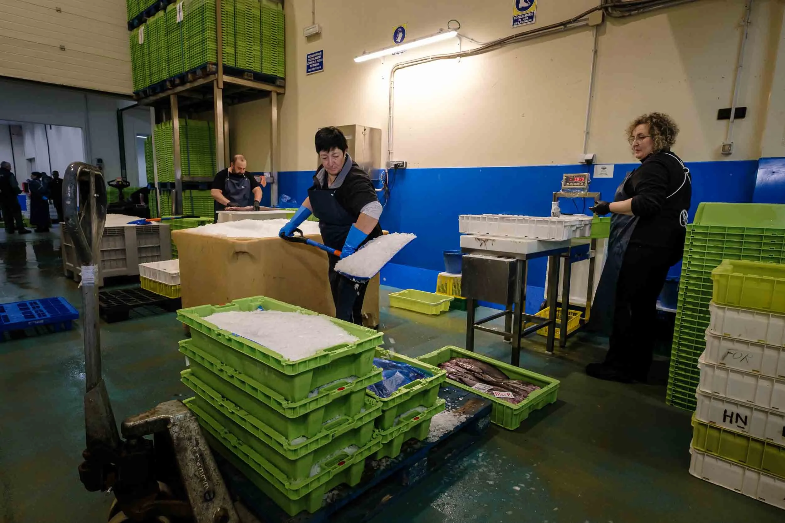 Personal de la OPP-7 manejando cajas de merluza fresca durante la fase de conservación en cámaras frigoríficas.