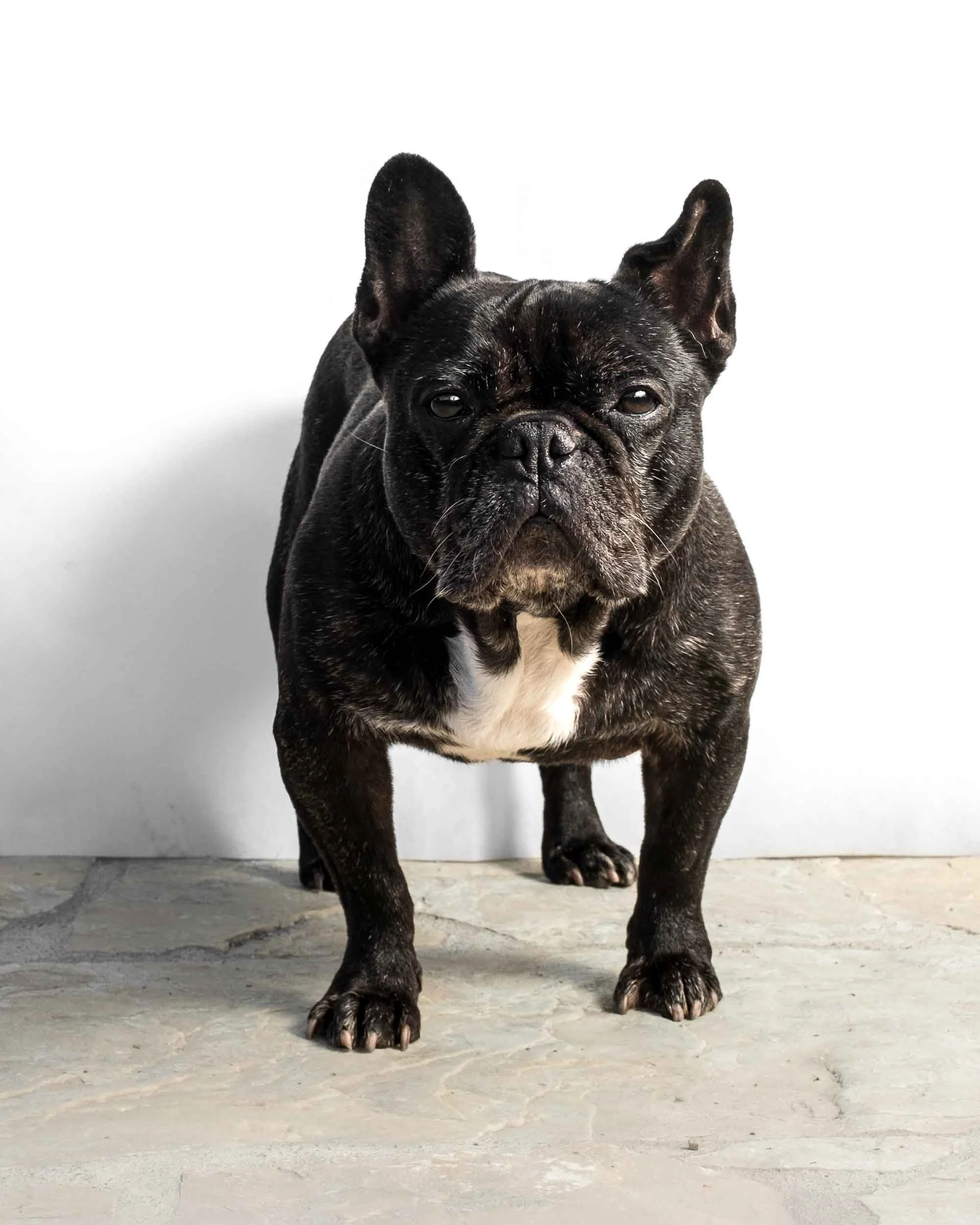 Retrato de autor de un perro de pelaje oscuro con iluminación lateral dramática, resaltando la mirada y la elegancia del animal en clave baja.