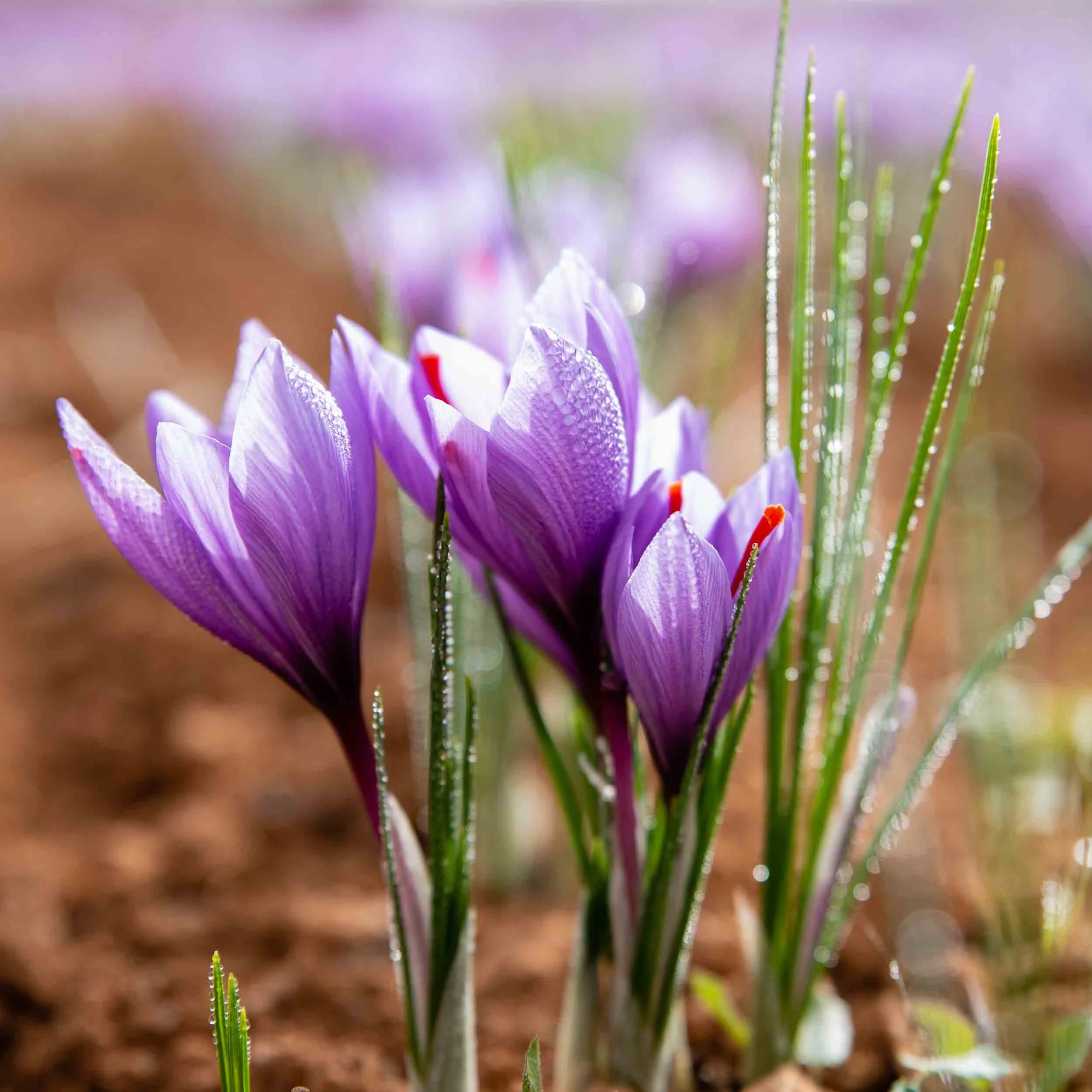 Detalle macro de una flor de azafrán (Crocus Sativus) recién brotada de la tierra.