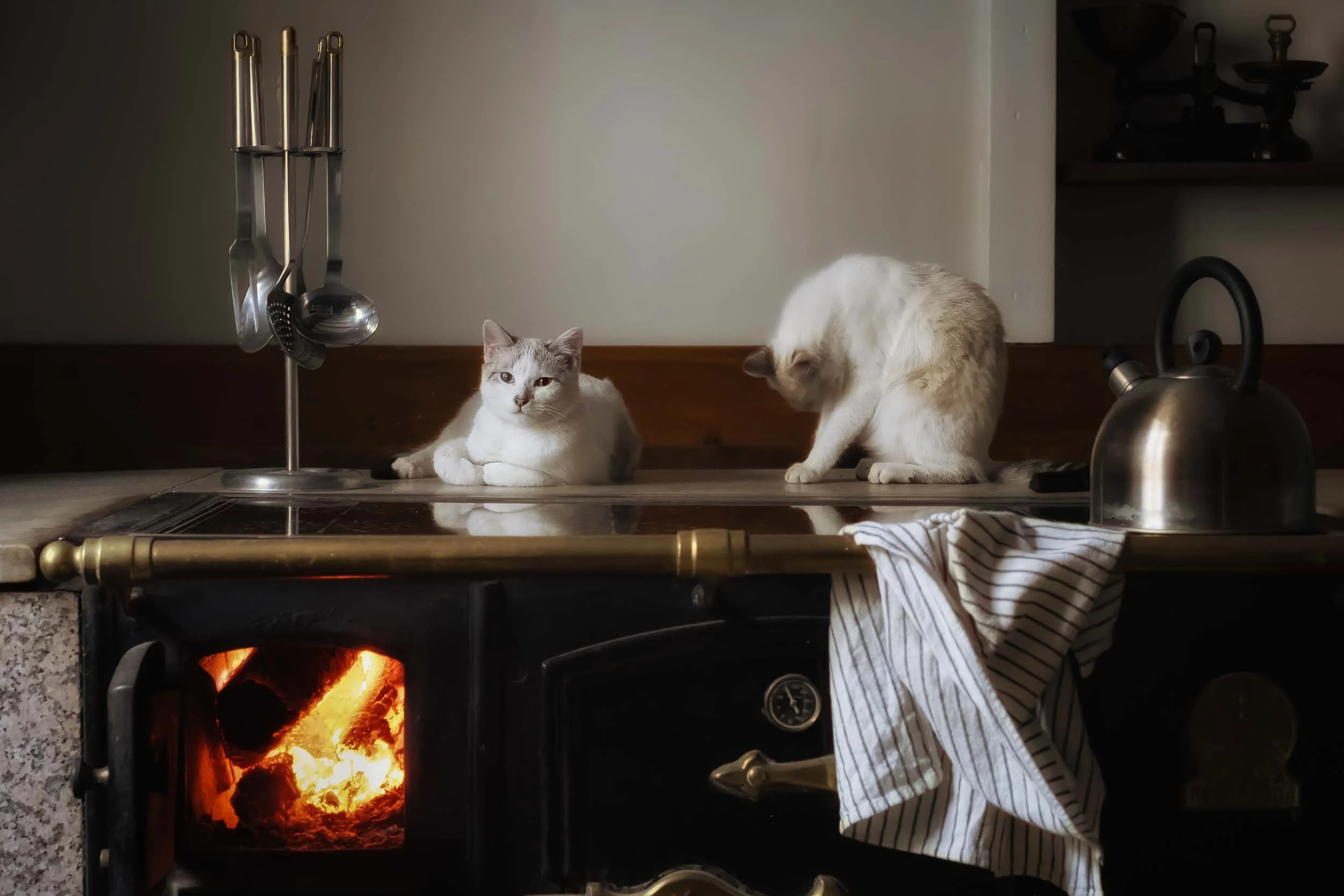 Escena íntima de gatos descansando en una cocina rústica tradicional, con texturas de piedra, madera y luz natural ambiental.