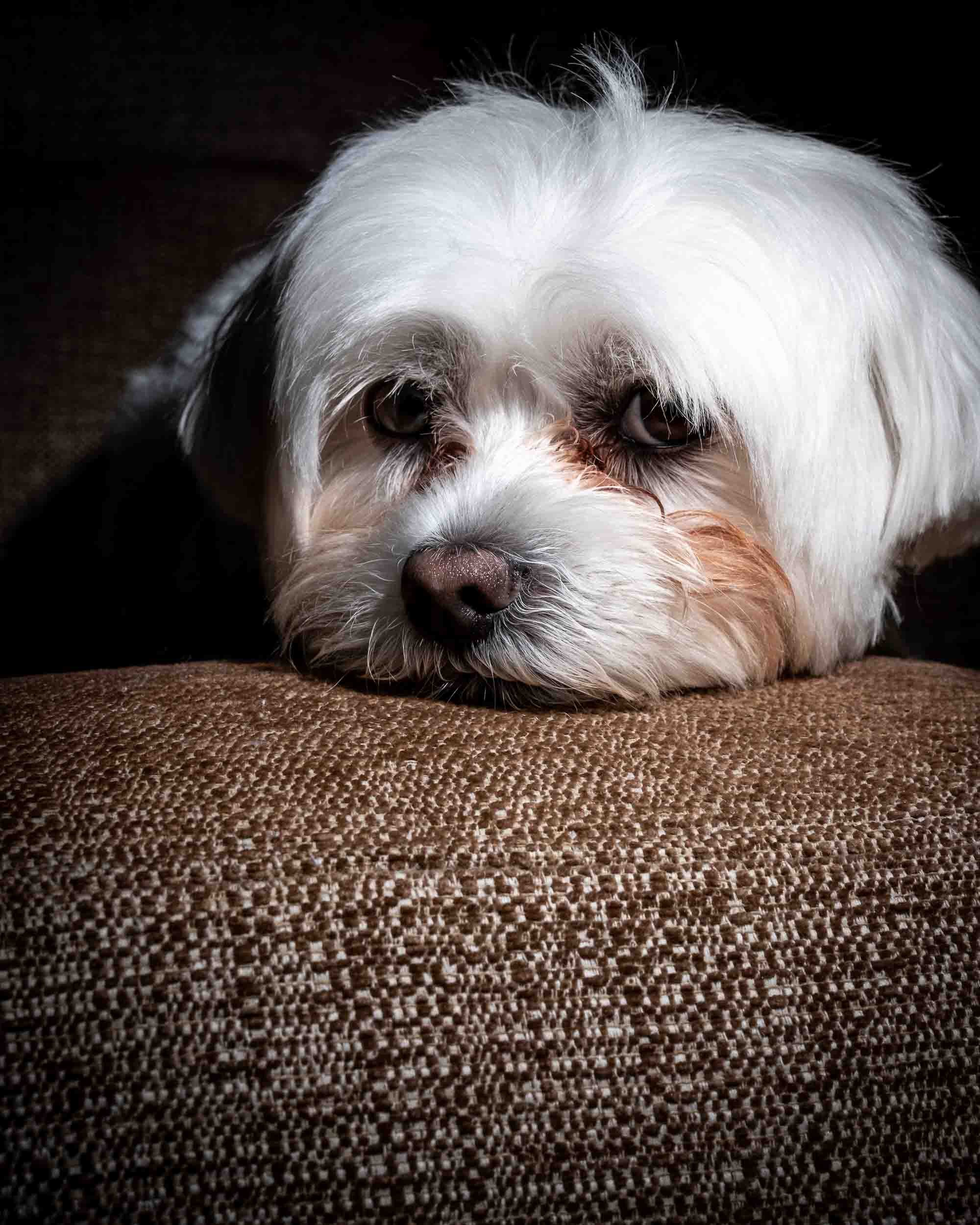 Retrato de mascota en clave baja con iluminación de estudio, resaltando texturas y expresión en un estilo de fotografía de autor minimalista.