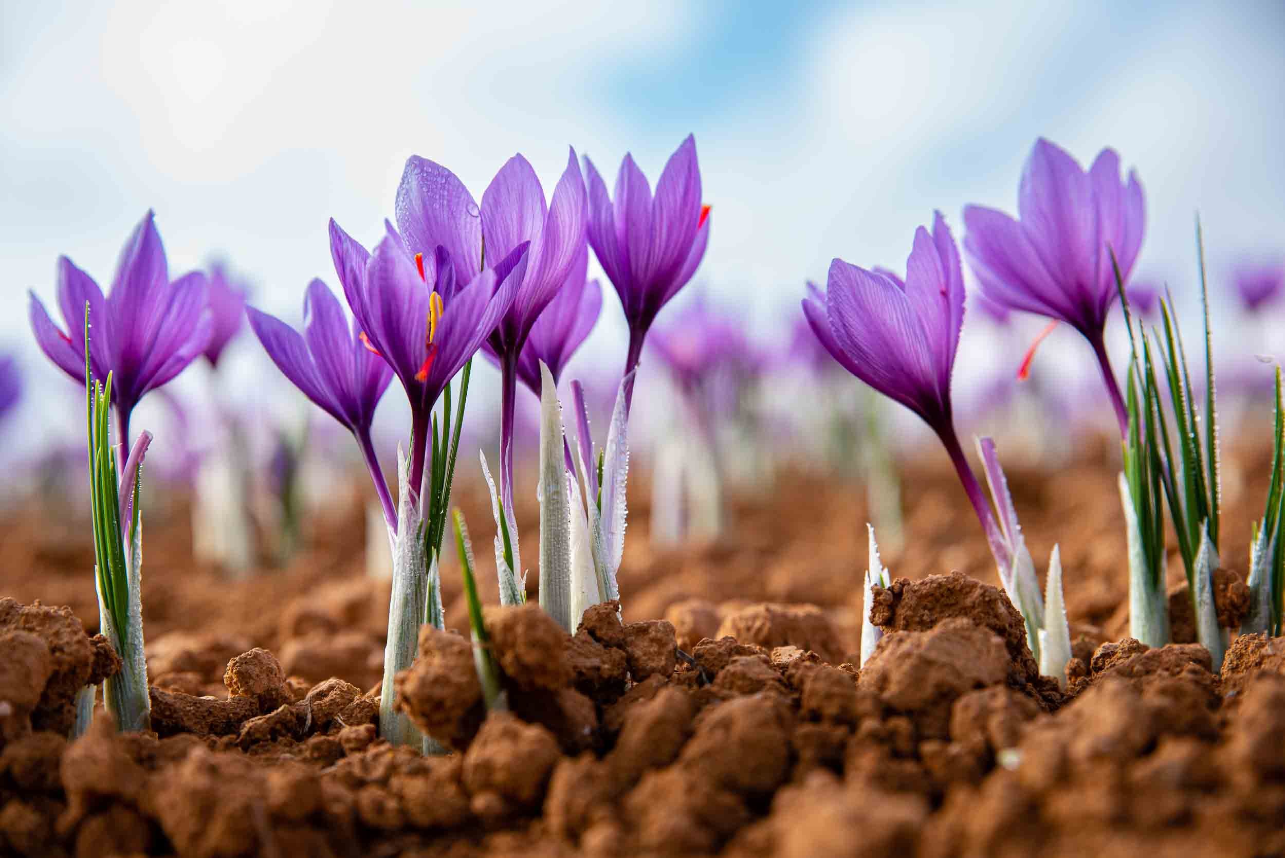 Vista panorámica de un campo de azafrán en plena floración púrpura al amanecer.