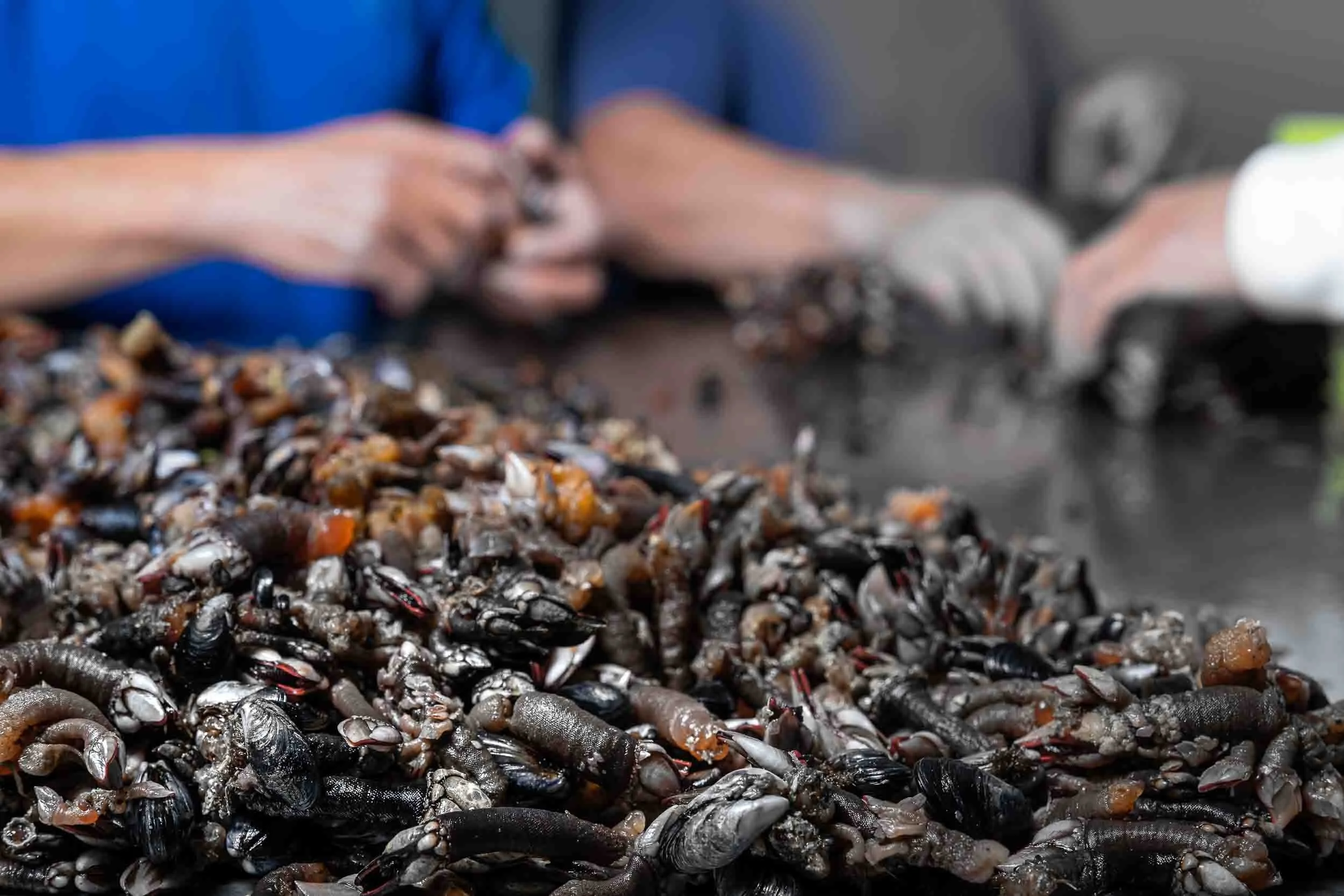 Proceso de limpieza y clasificación manual del percebe antes de salir a los mercados nacionales.