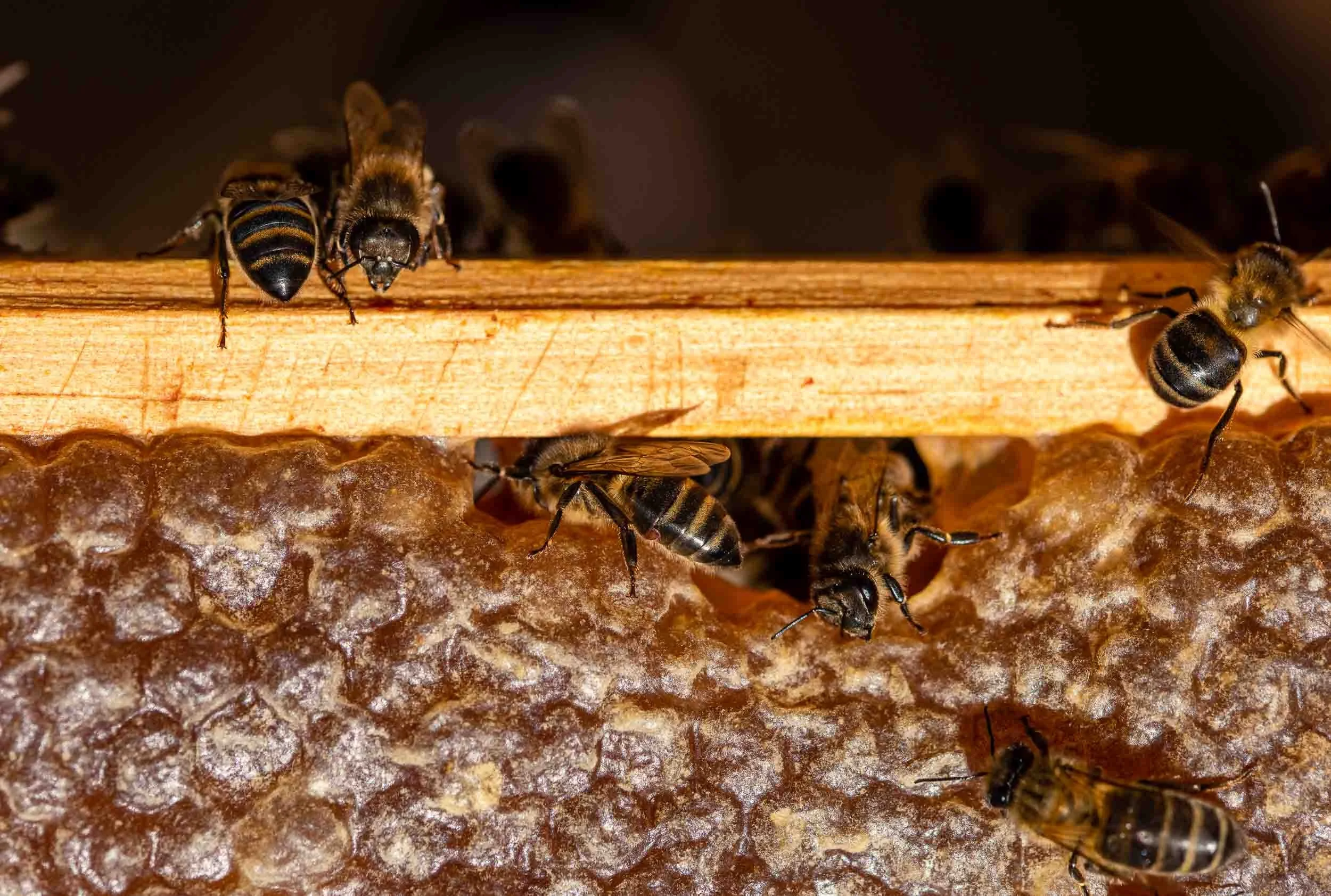 Detalle de un panal donde se aprecian las celdillas con polen y miel, base de la apicultura de calidad.