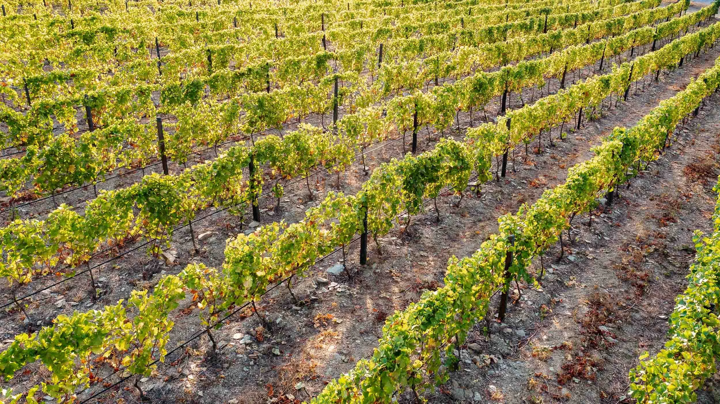 Hileras de viñedos en terrazas del Douro en Quinta do Monte Travesso durante la vendimia con métodos tradicionales.