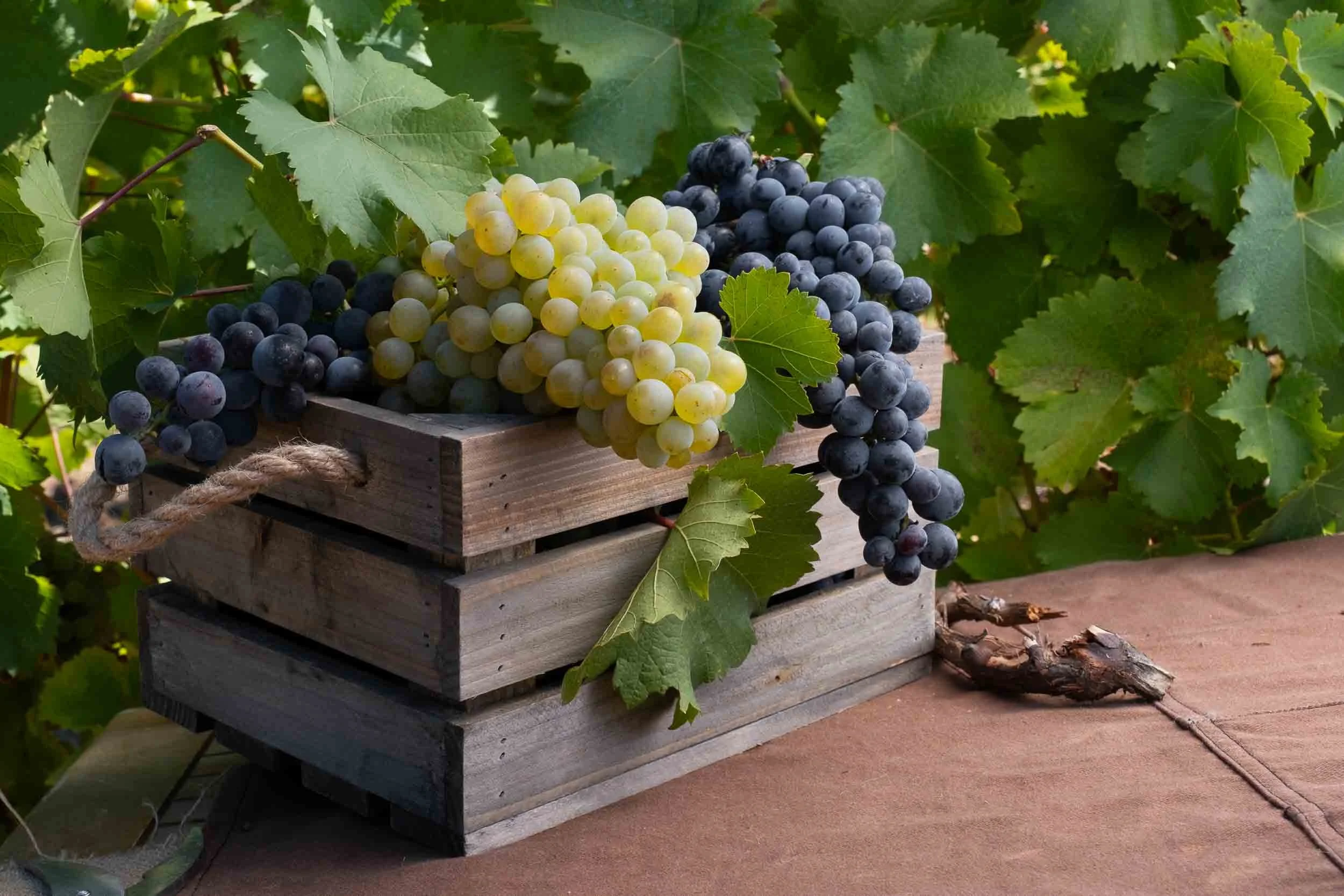 Cajas de uva recién vendimiada a mano esperando su transporte a los lagares de la bodega.