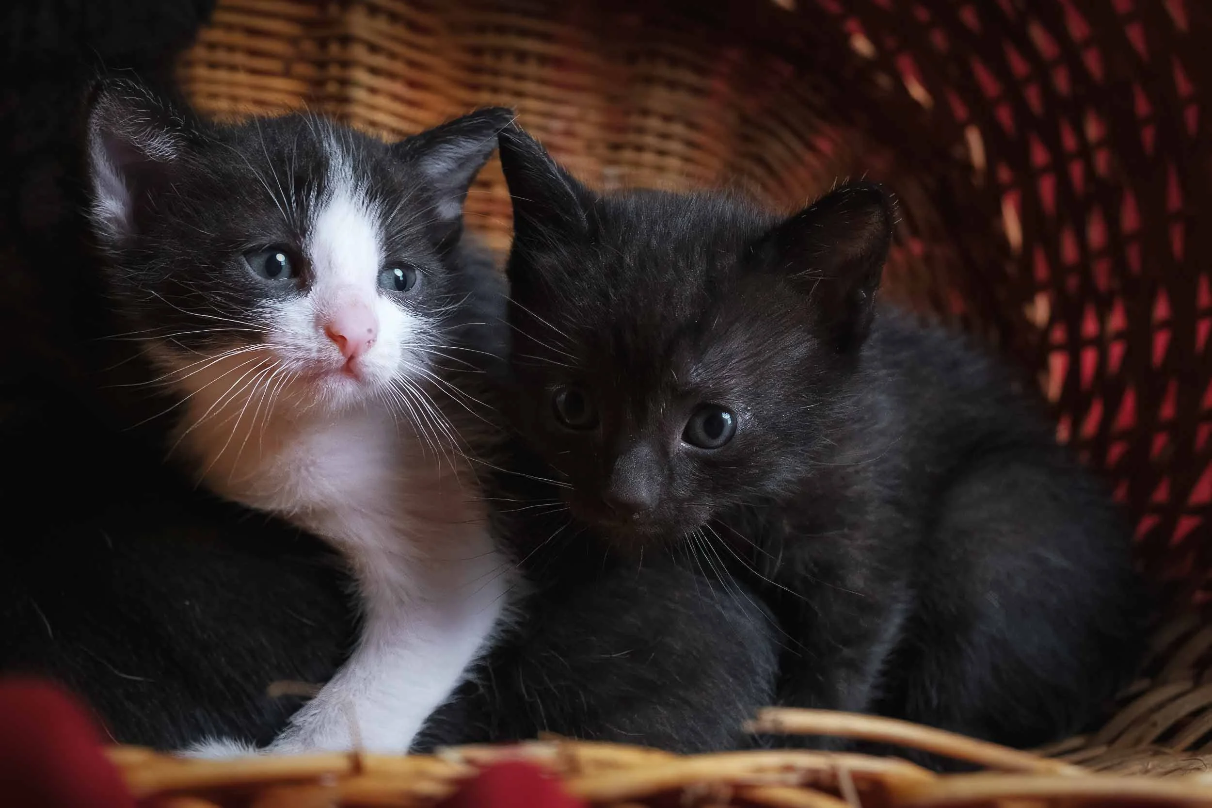 Dos gatitos recién nacidos en un cesto rústico, resaltando el vínculo y la calidez del hogar rural en una composición artística.