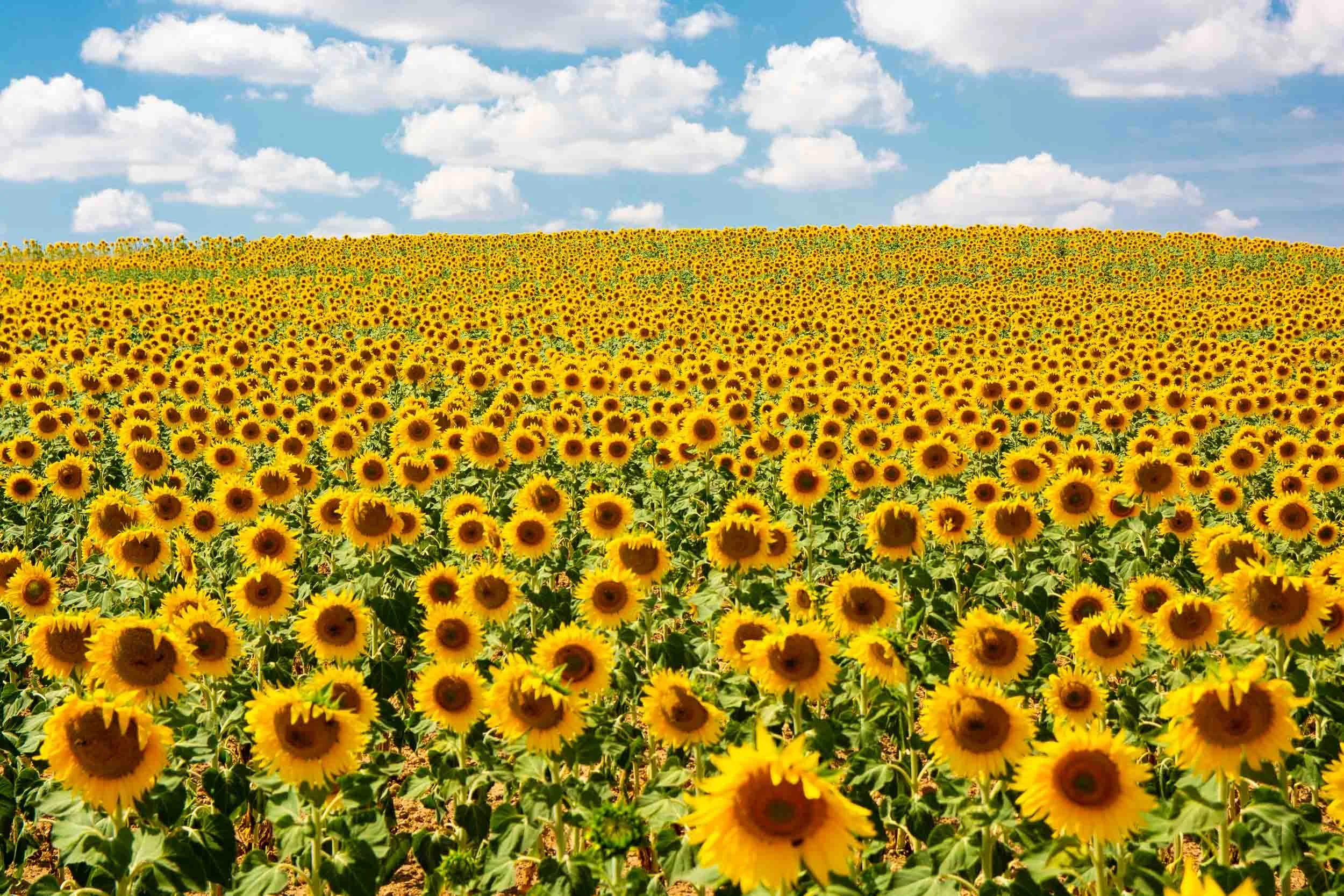 Mar de girasoles orientados al sol en un paisaje agrícola, fotografía de naturaleza con colores vibrantes y luz de verano.