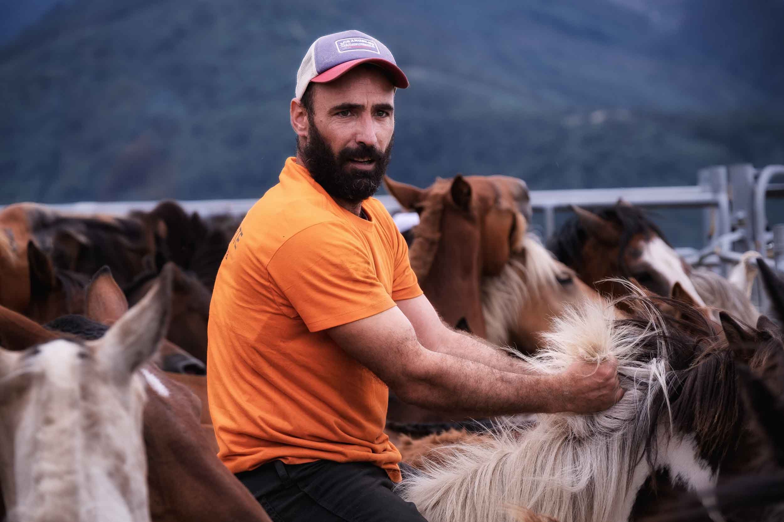 Acción durante la Rapa das Bestas, jinete interactuando con caballos en una tradición ancestral gallega, fotografía documental.