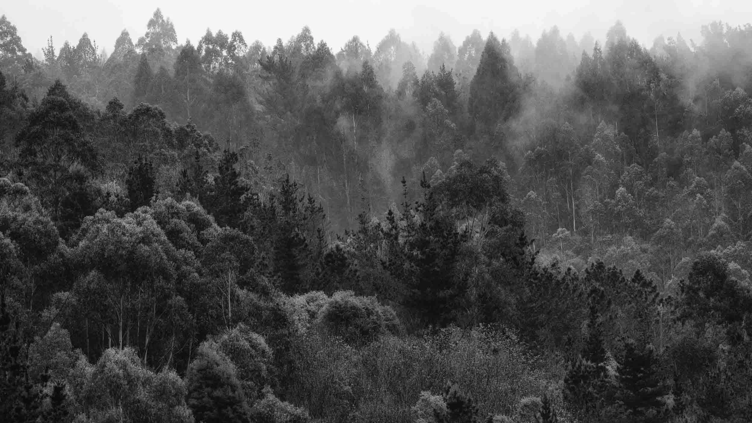 Manto de niebla cubriendo un valle durante el amanecer, fotografía de paisaje atmosférico con luz suave y mística.