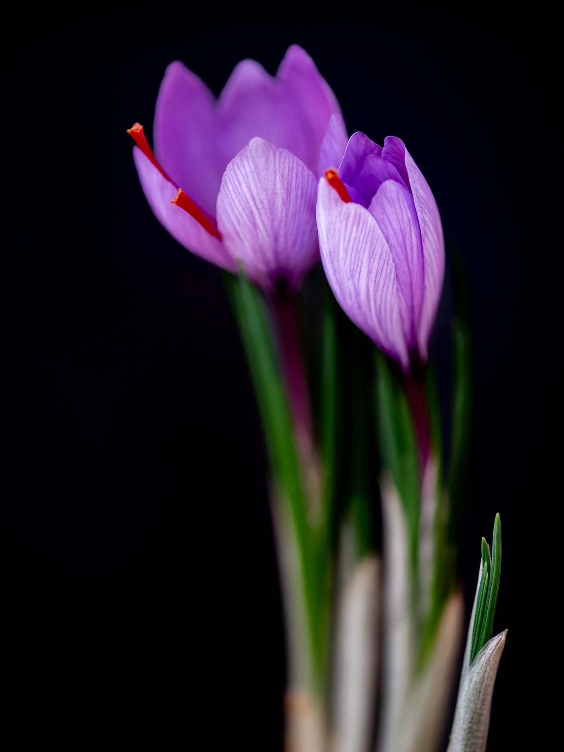 Composición visual que muestra el contraste entre el rojo intenso del azafrán y el violeta de la flor.