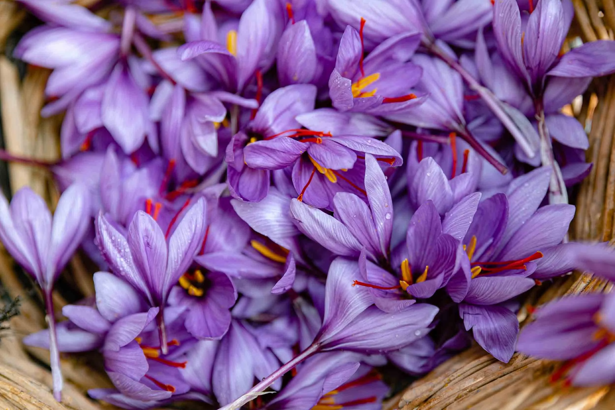 Primer plano de flores de azafrán recién recolectadas en un cesto de mimbre antiguo, fotografía de producto de alta gama con estética rústica y natural.