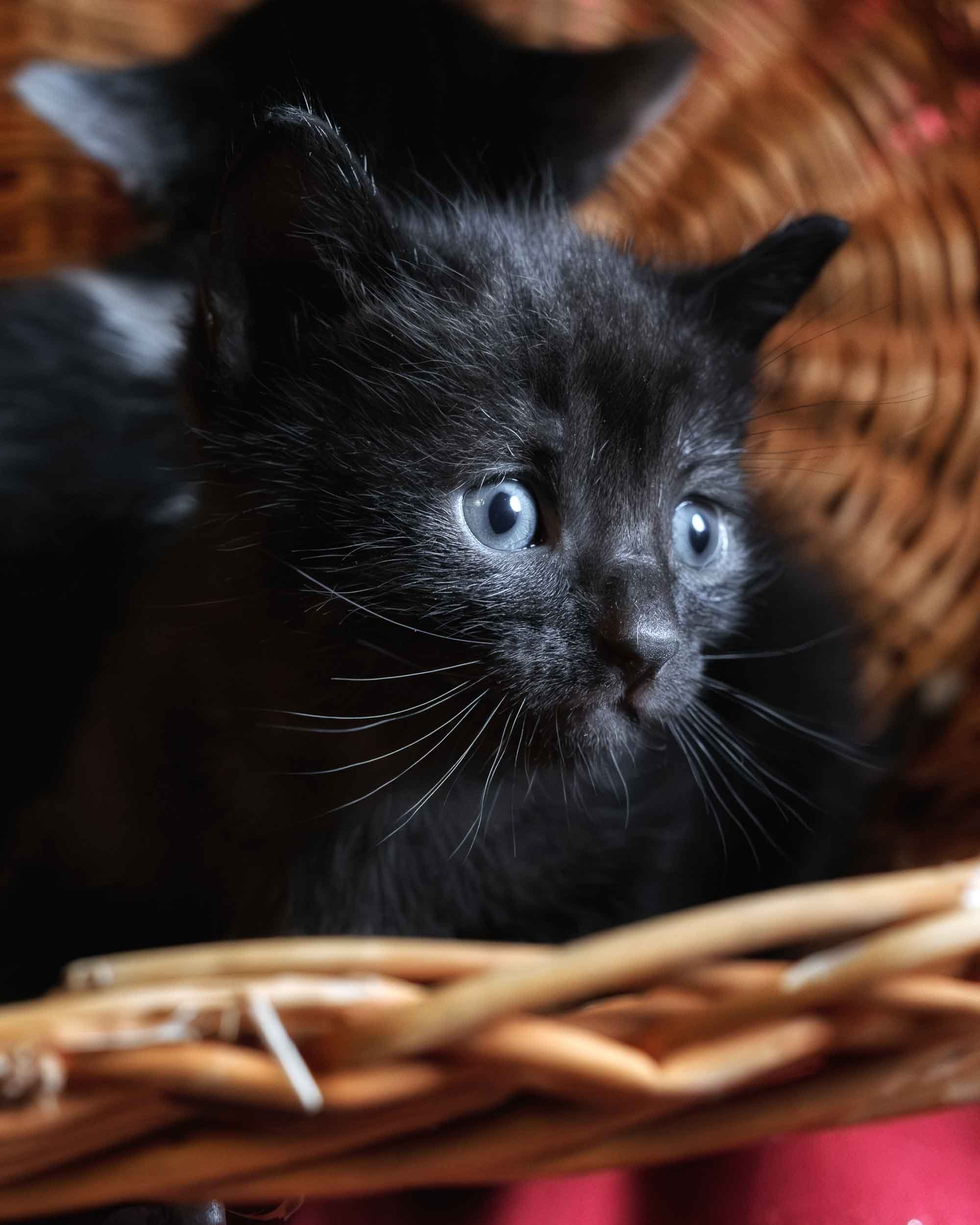 Primer plano de un gatito recién nacido descansando en un cesto de mimbre antiguo, fotografía con estética rústica y texturas naturales por Photorural.