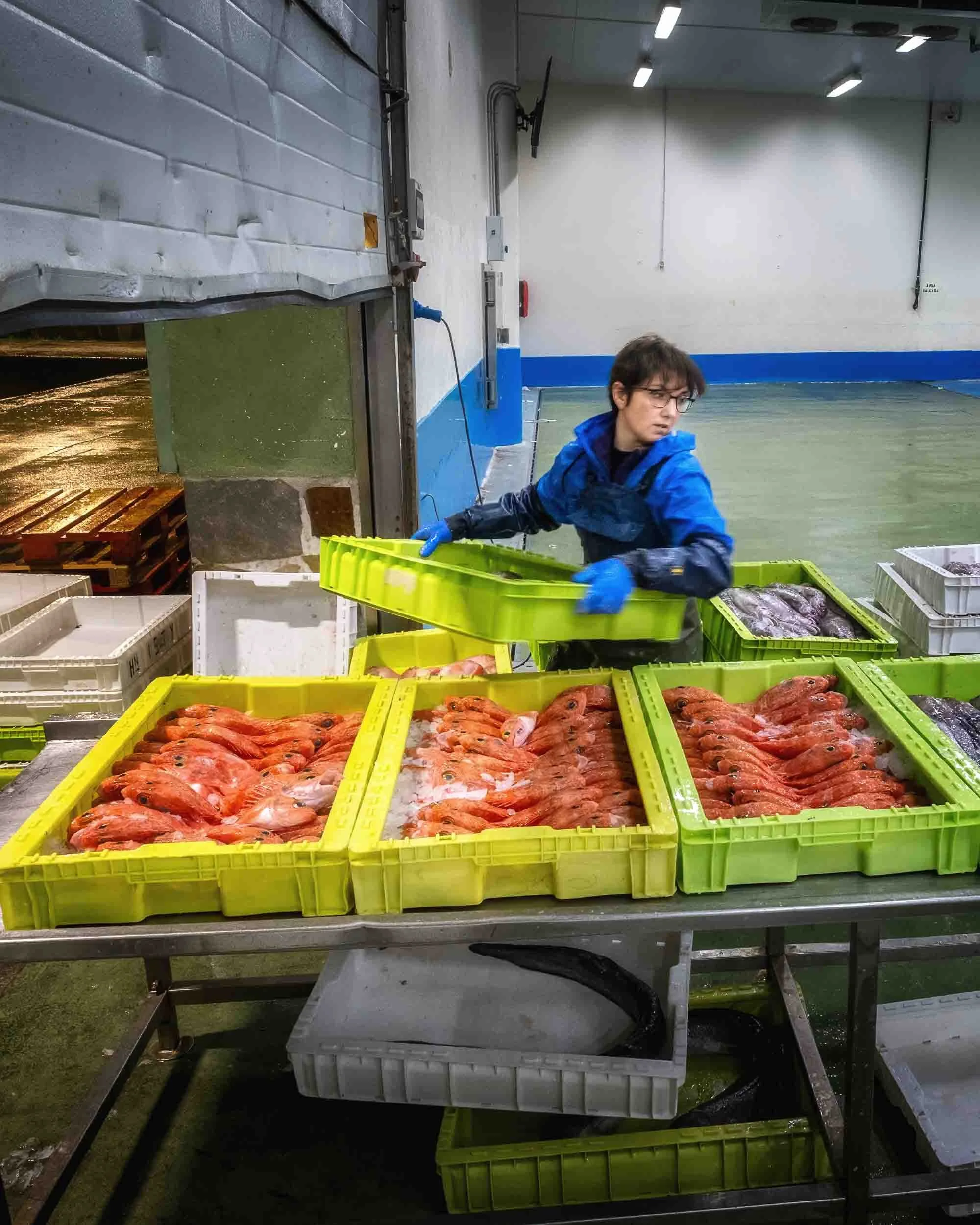 Estibadora profesional coordinando la descarga de merluza fresca en la lonja de Burela, fotografía de acción en el sector pesquero gallego.