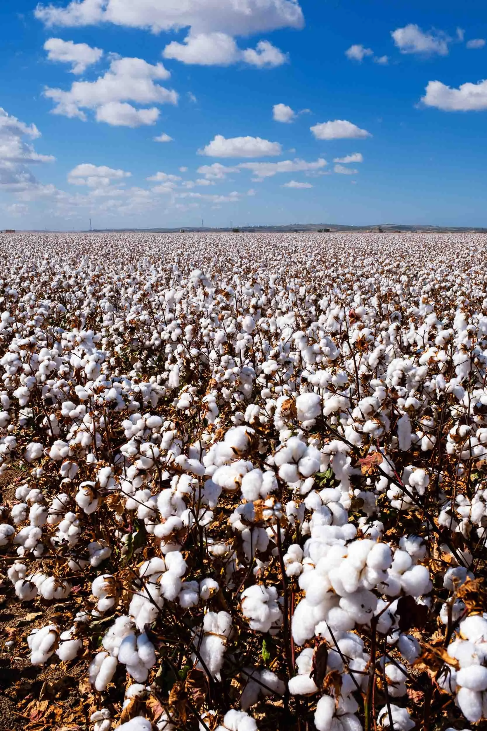 campo-algodon-recolectado-paisaje-guadalquivir.jpg