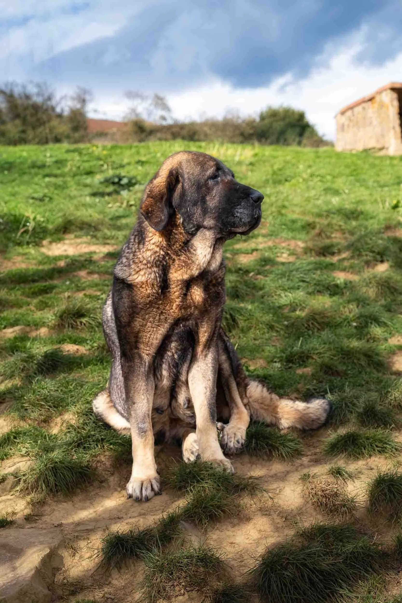 Cachorro de mastín español sentado en el campo, mirando con curiosidad. Fotografía de autor de Photorural.