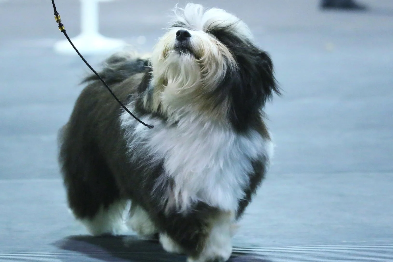 tobacco havanese Dog Breed Information & Characteristics select your shirt style and size Havanese Breed Guide: Size, Weight