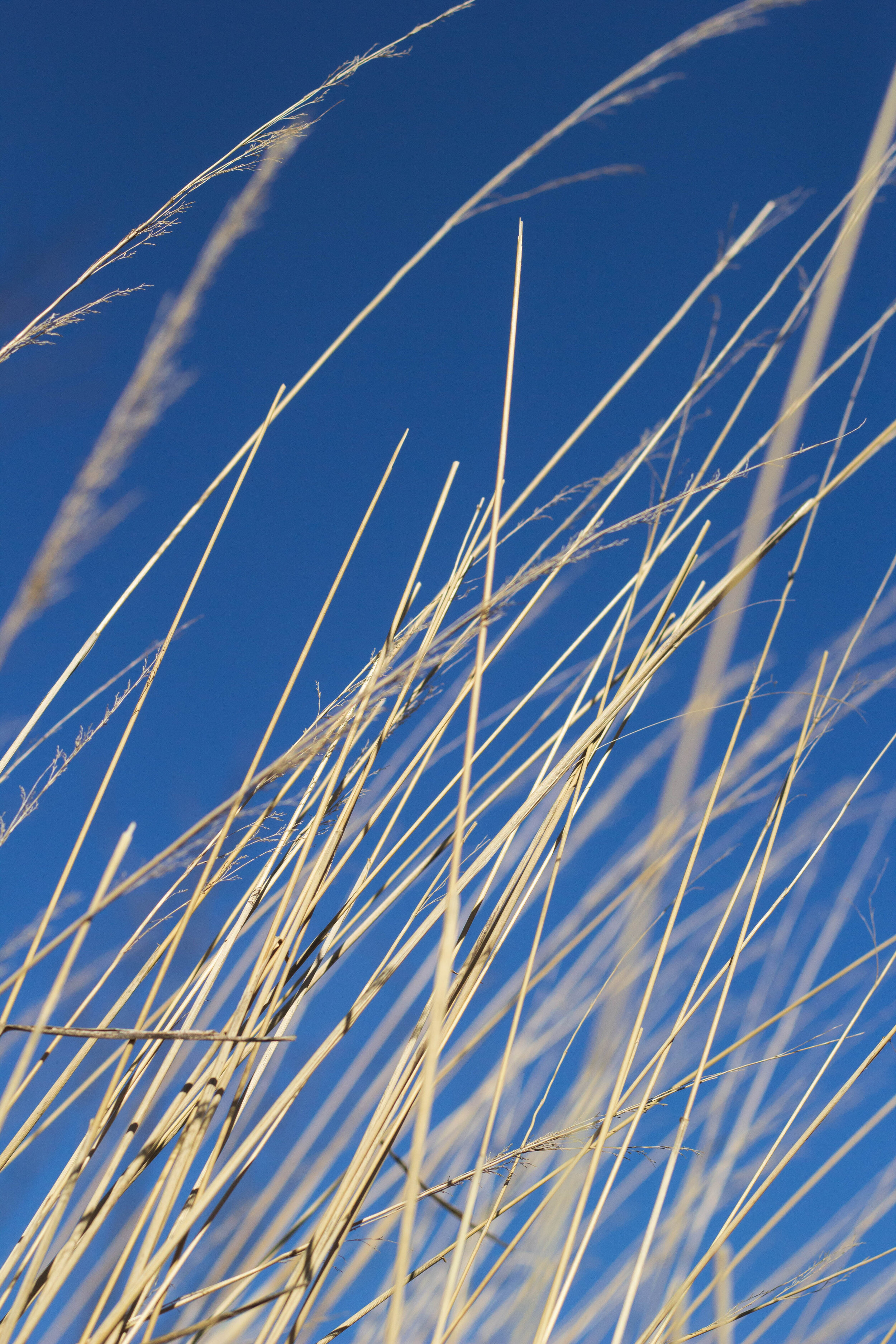 Grass Lines