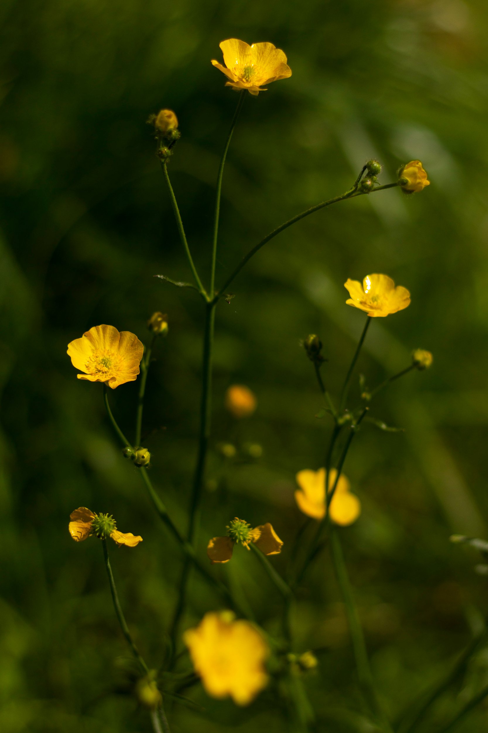 Buttercups