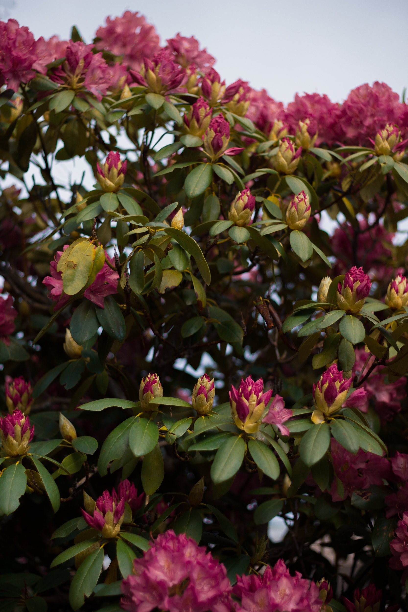 Rhododendrons