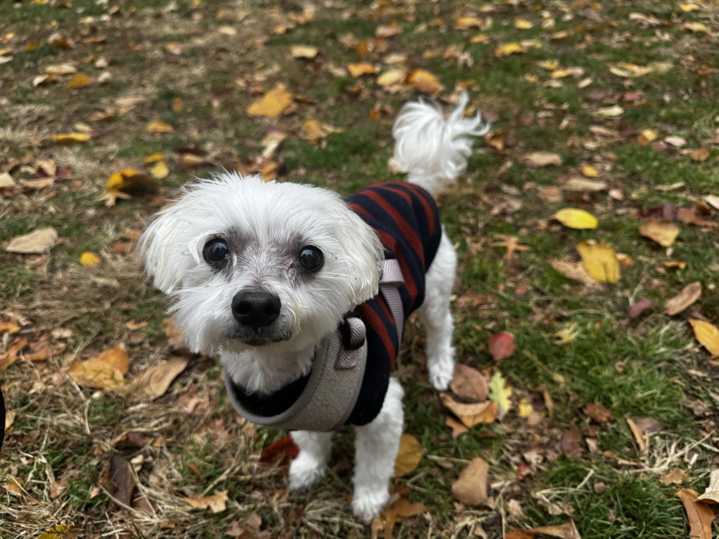 Vivi’s Love