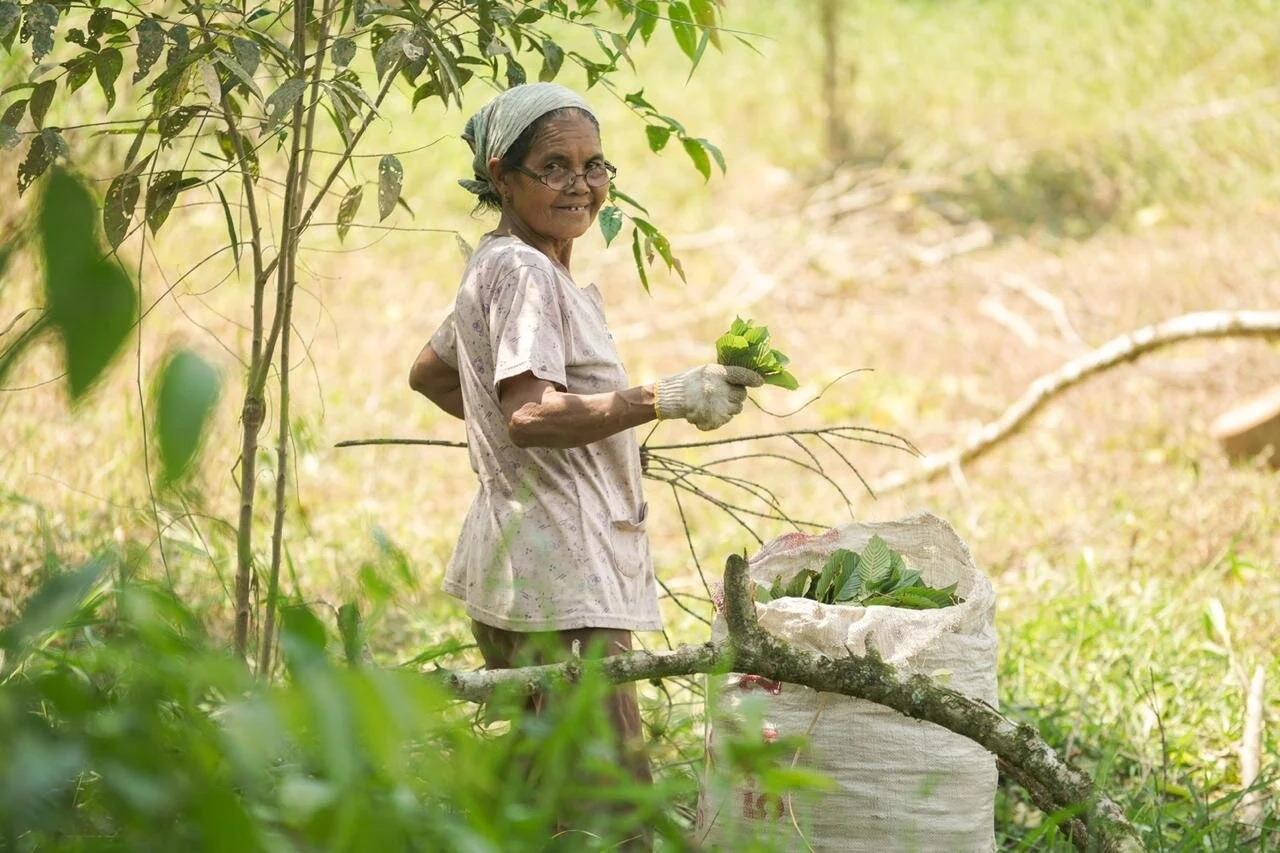 Kratom and Pesticide Use: The Harsh Reality (3 minute read)