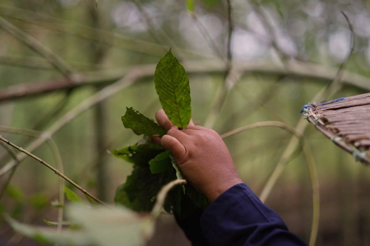 Sakti Botanicals Premium Wild Kratom Asheville, NC