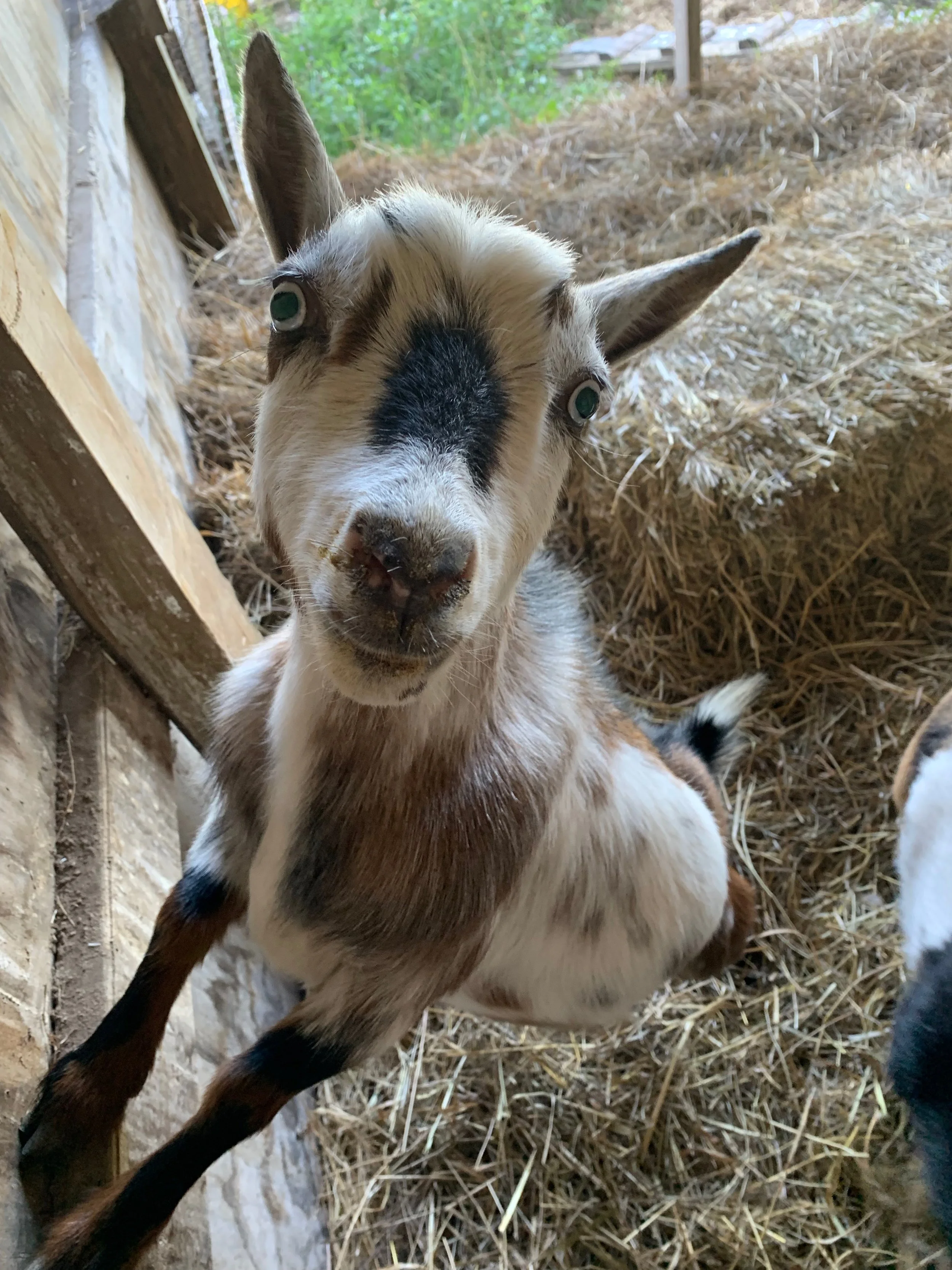Buckwheat, the Nigerian Dwarf Goat looking at camera. 