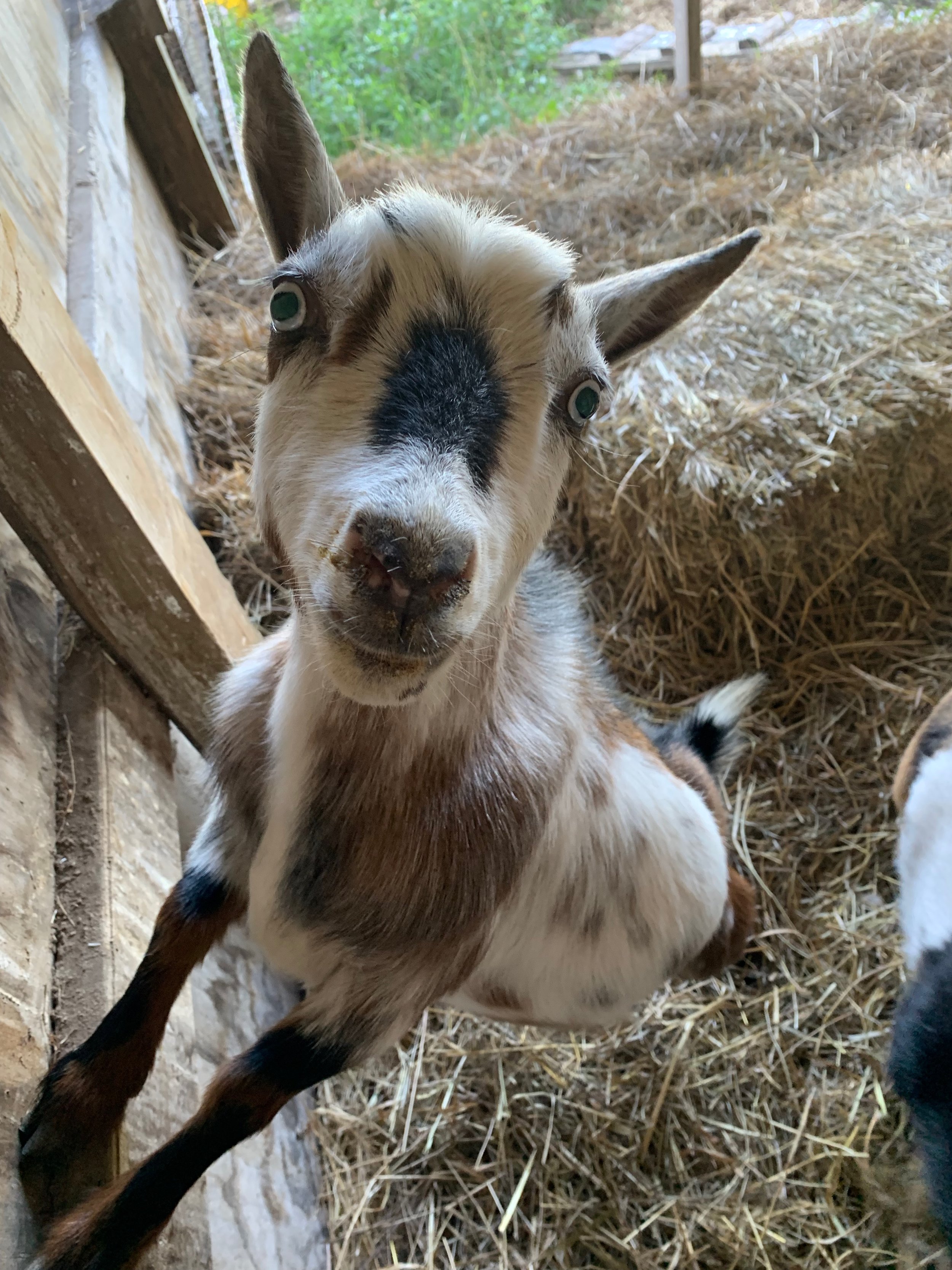 Goats-2.jpeg
