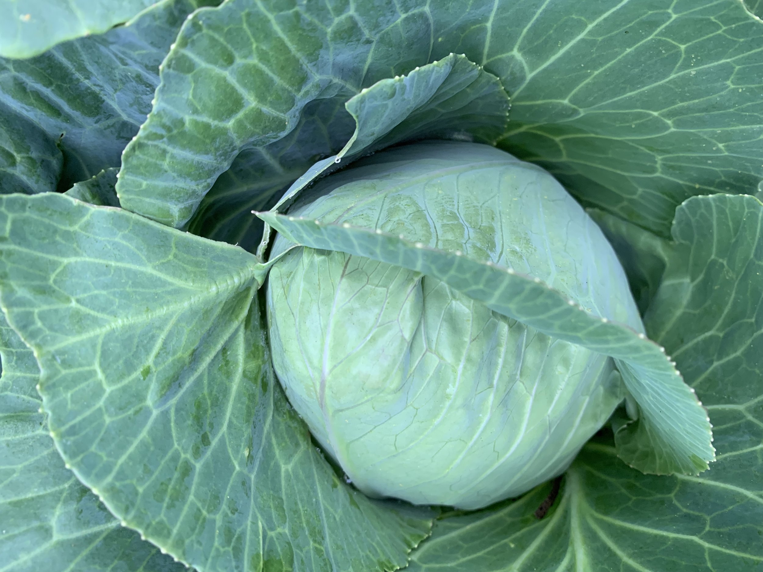 Veggies-C.jpeg