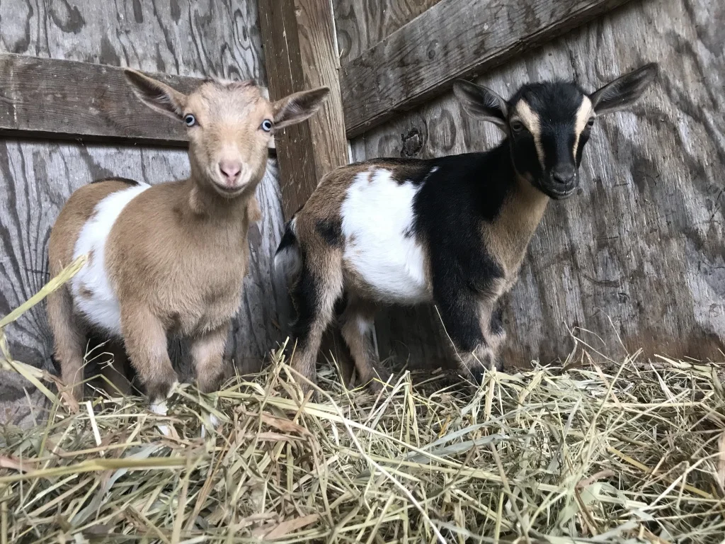 Meet our kids...