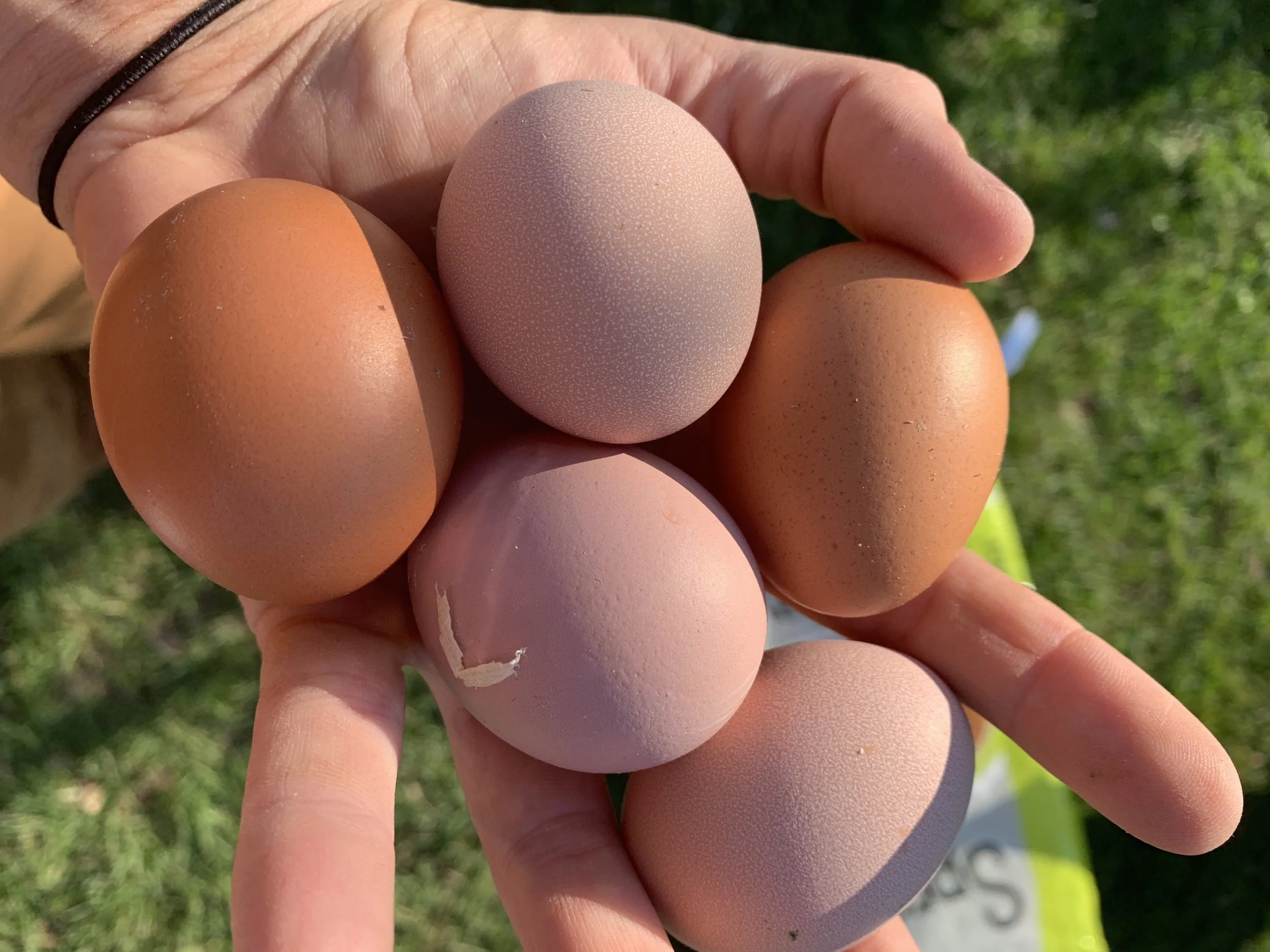 The Chickens are Laying