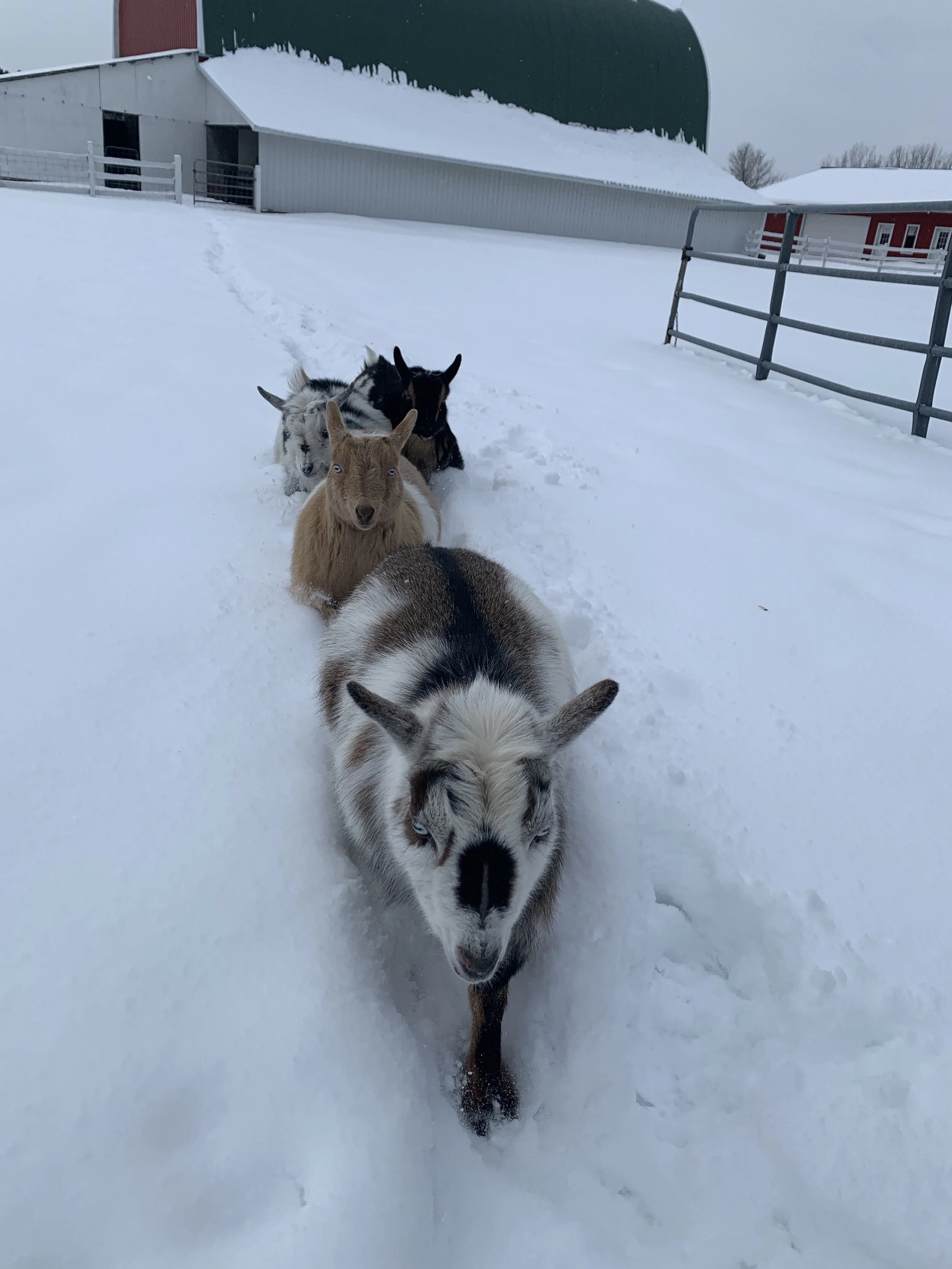 Winter on the Farm