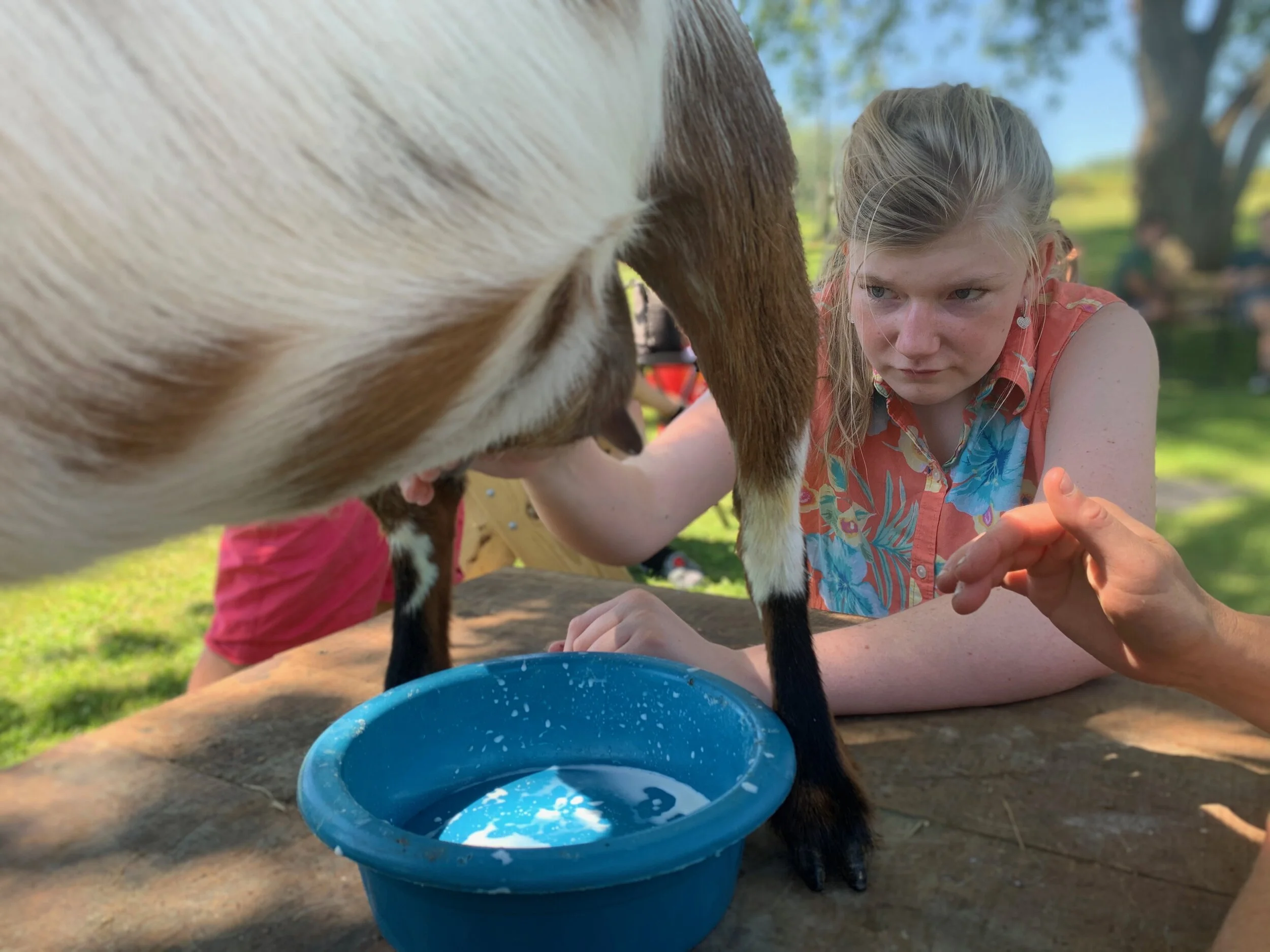 Milking Buckwheat