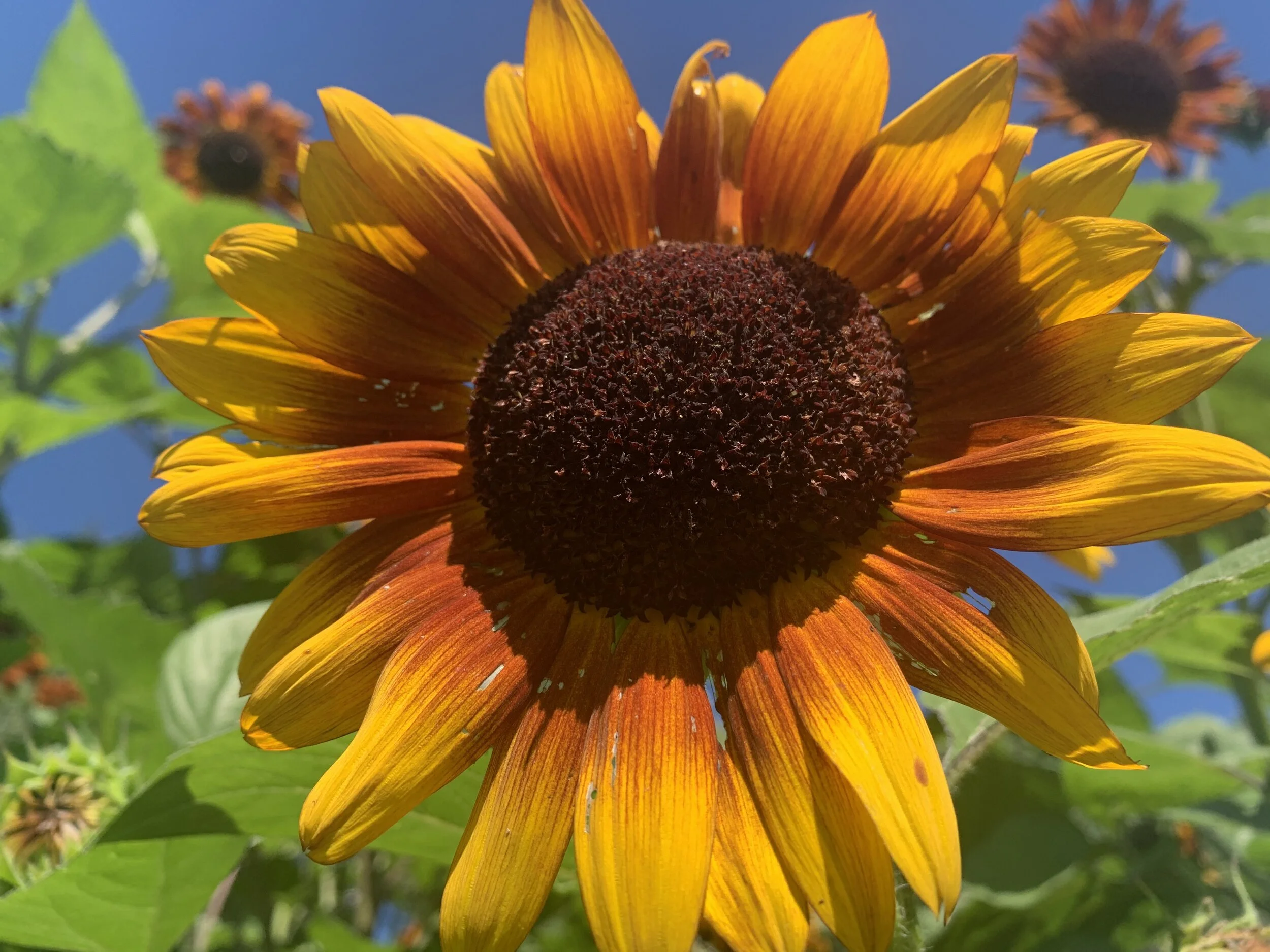Summer of Sunflowers