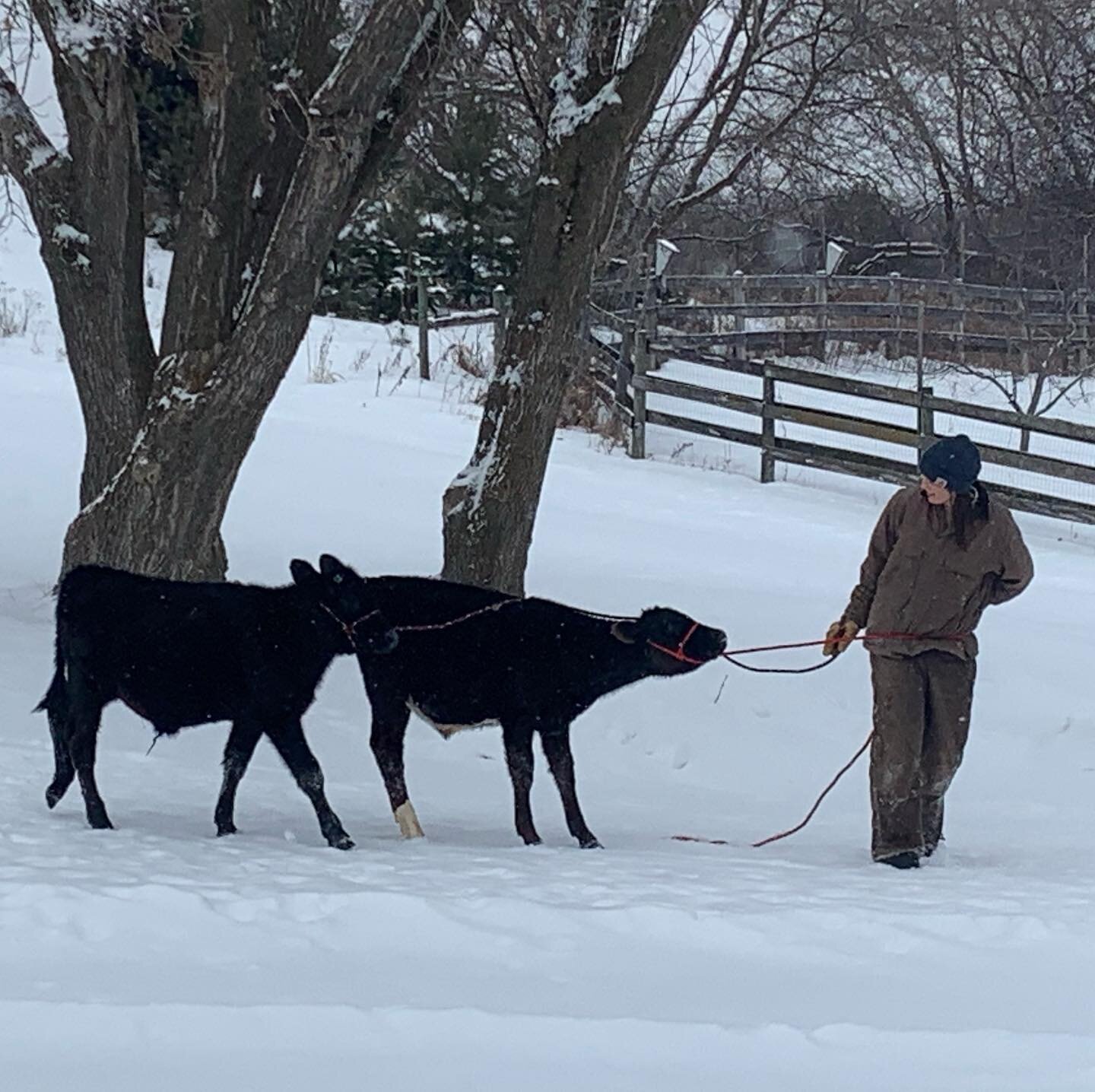 Farmer Laura, the calf trainer extraordinaire! #farmstrong #showsteers #mn #winterwonderland #farm