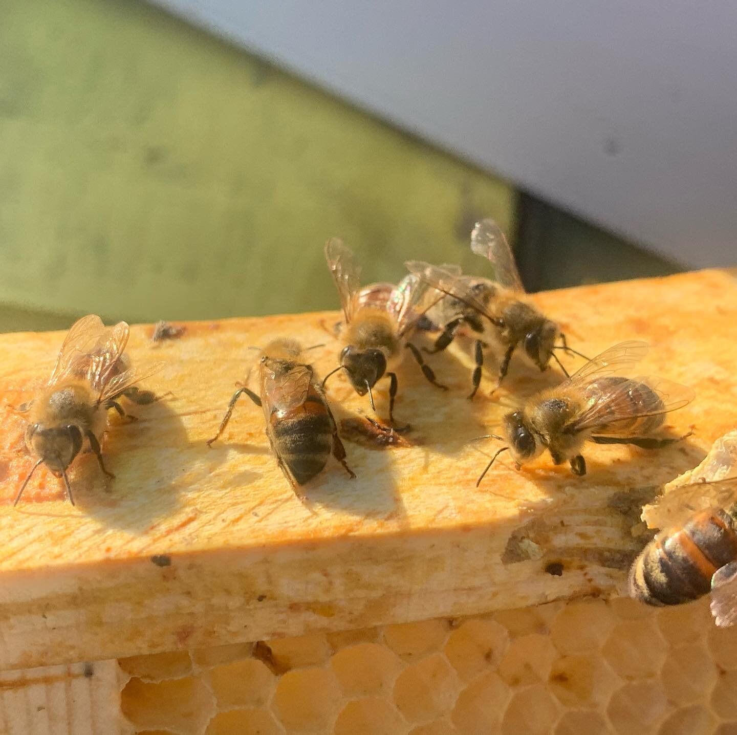 &ldquo;They&rsquo;ve started bringing pollen in!&rdquo; - Beekeeper  Bob🐝 #honeybees #mn #farmstrong #treeblossoms