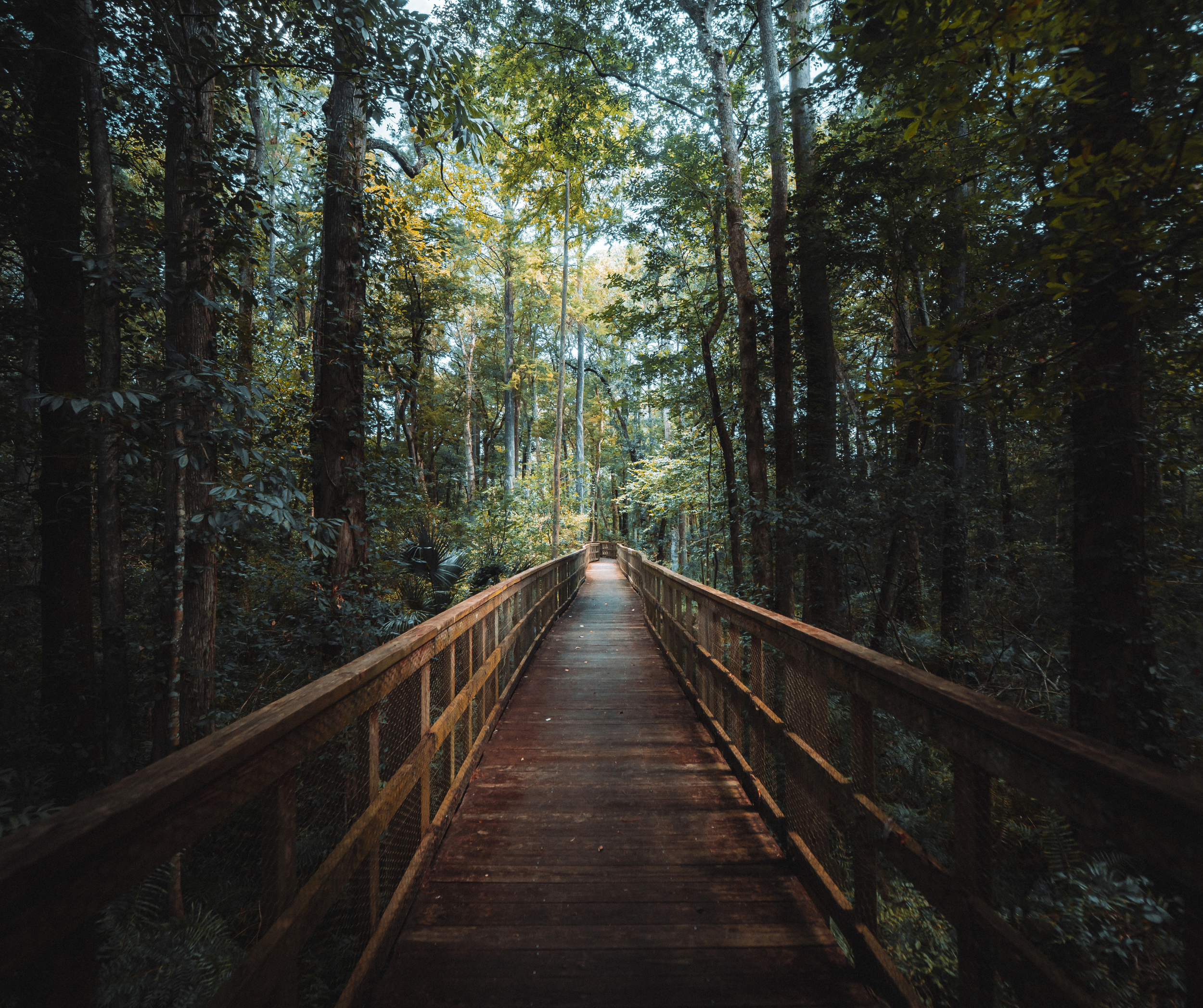 A wooden walkway through a dense forest with tall trees and lush green foliage, sunlight filtering through the canopy.