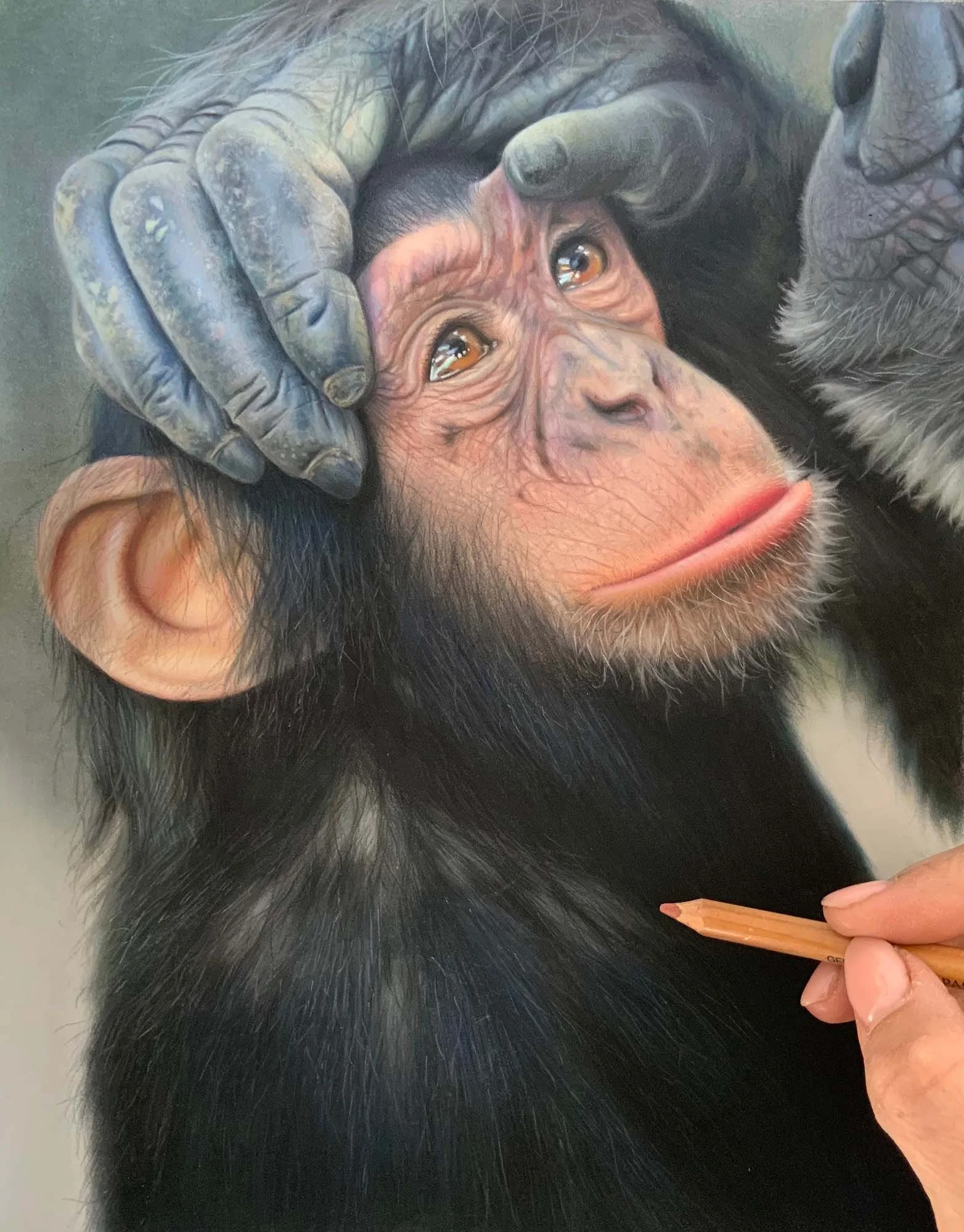 Chimps Artwork2.jpg
