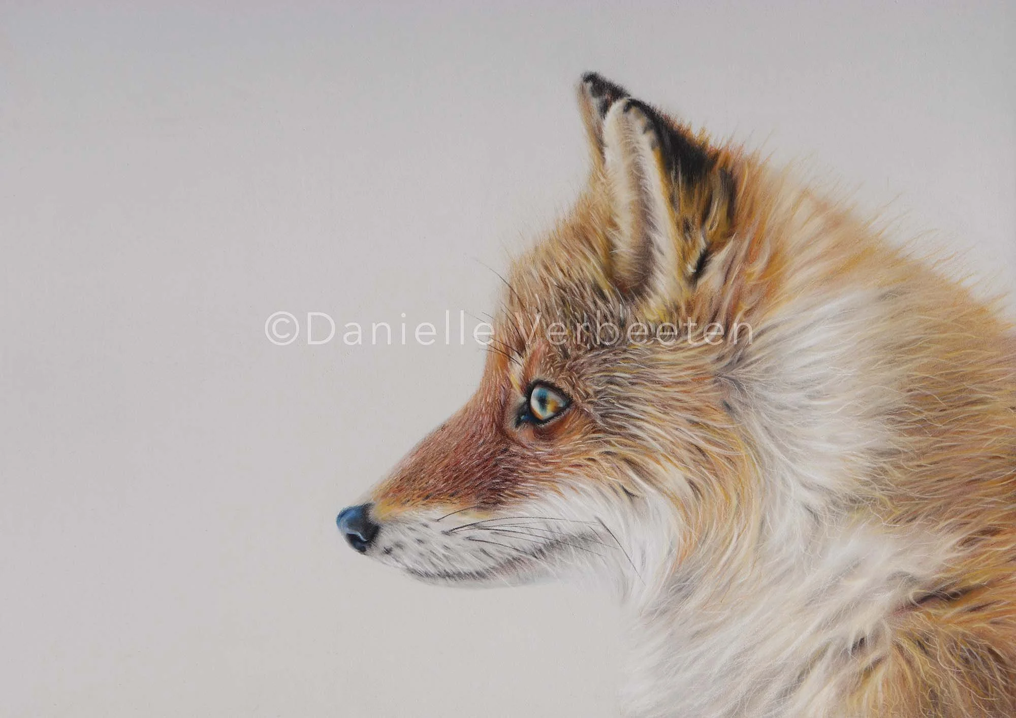 Fox artwork.jpg